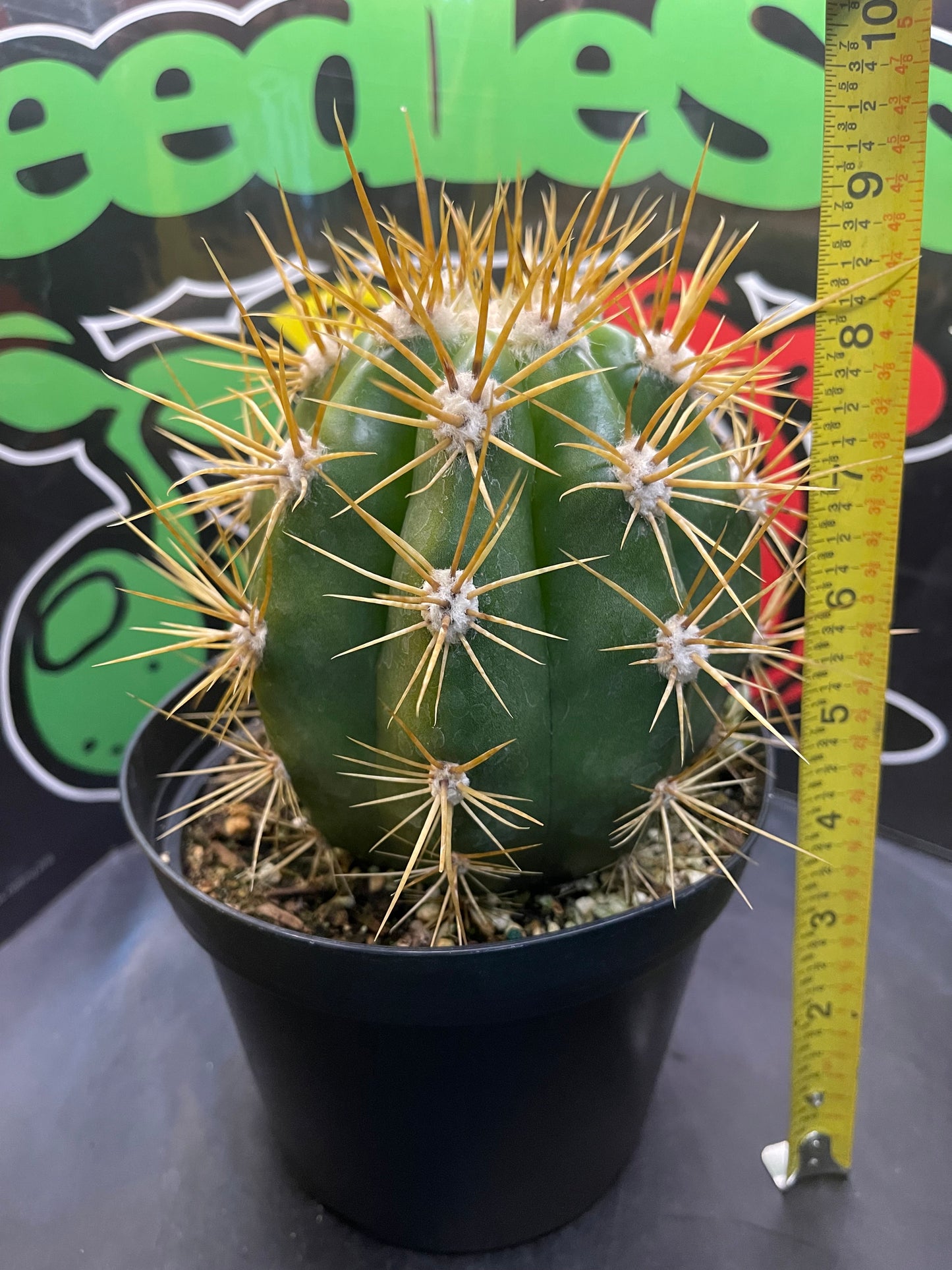Terscheckii!! - one of the largest San Pedro cactus 🌵!comes in a 6” wide pot
