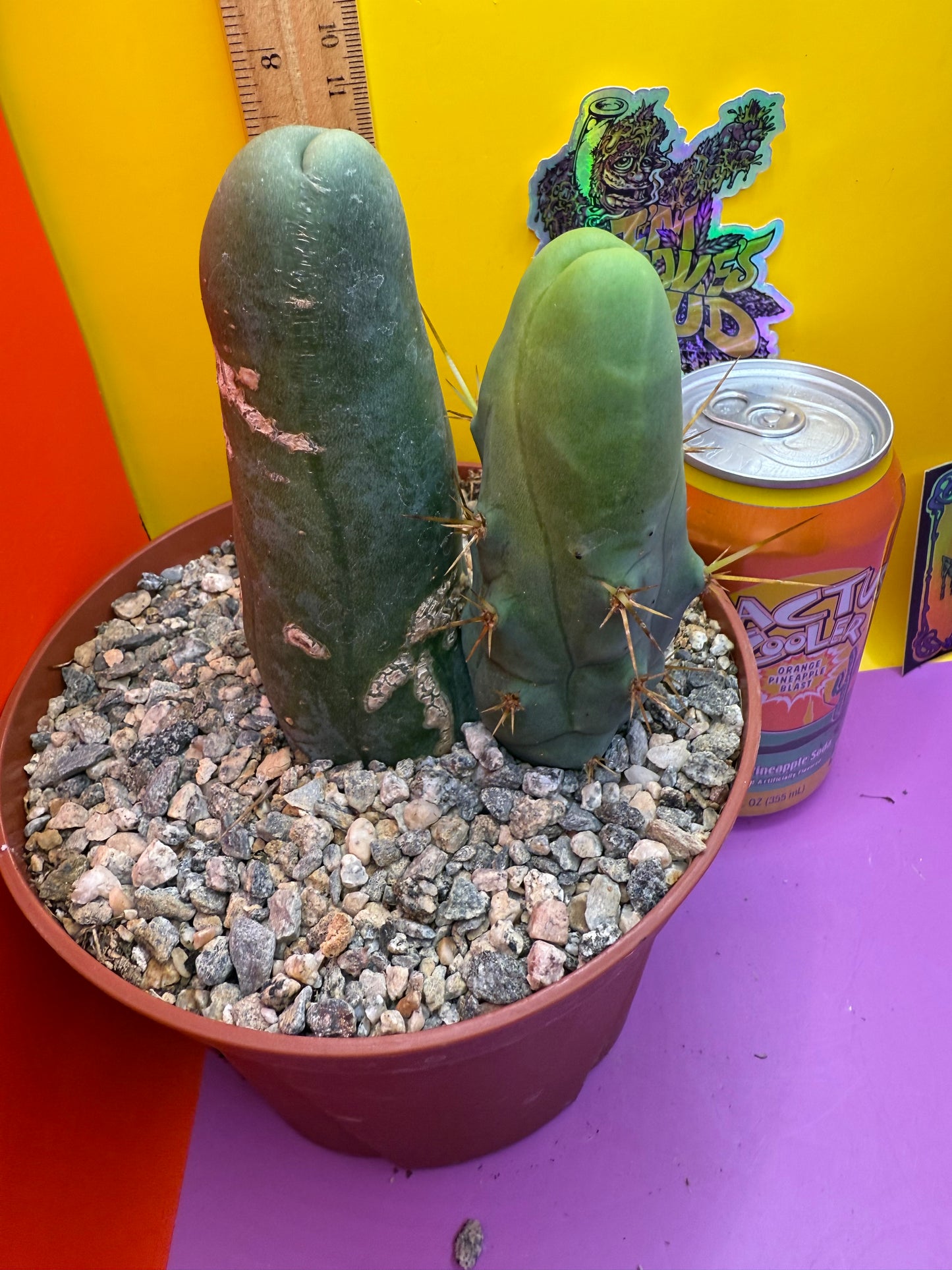 Strangely long TBM-B. cactus for sale - this exact potted cactus