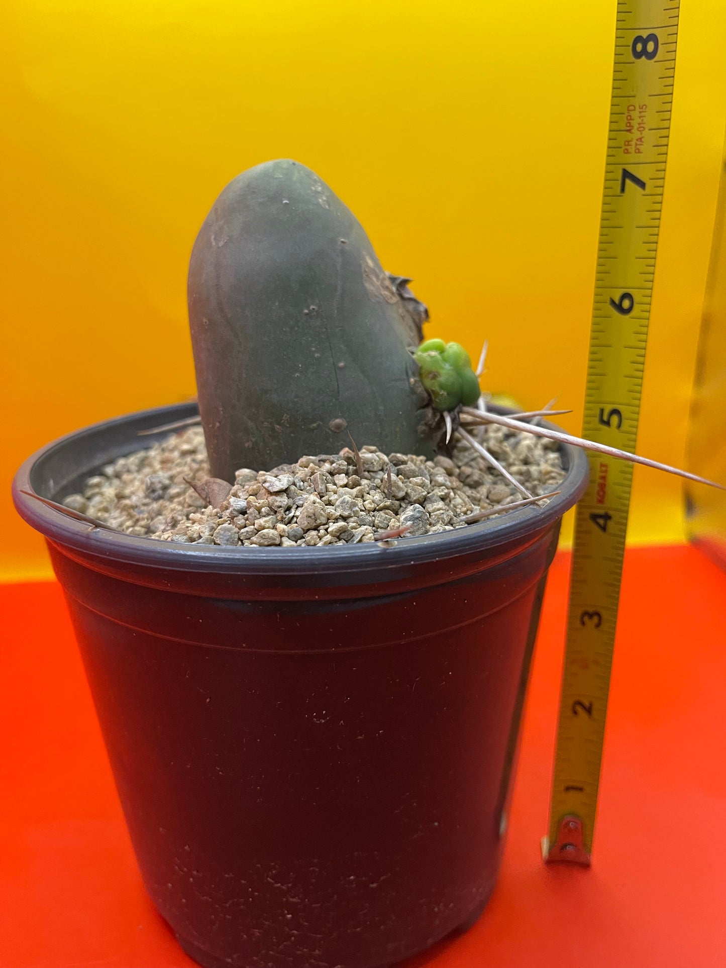 TBM , type B - comes in pot !
