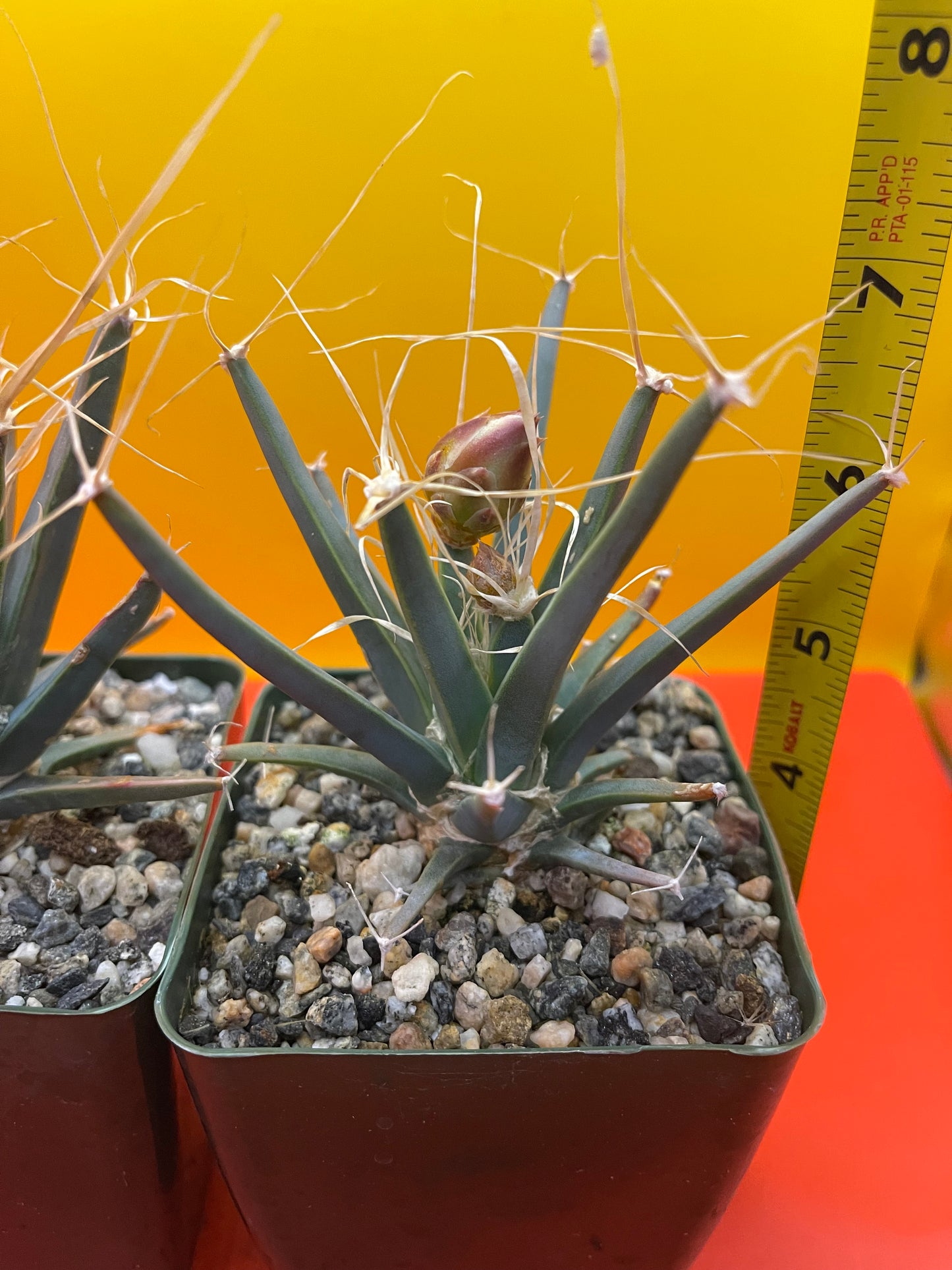 Leuchtenbergia principis with flower buds