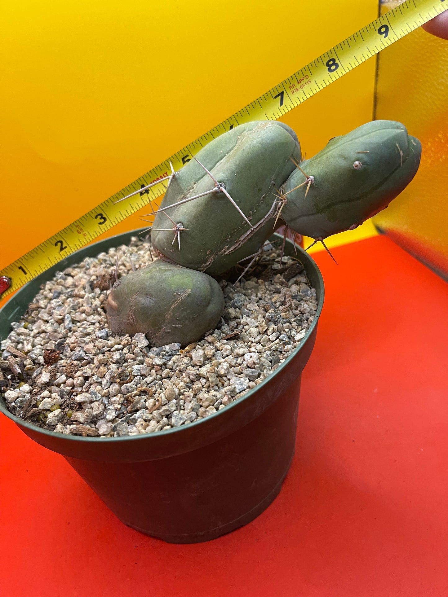 “TBM cactus ”