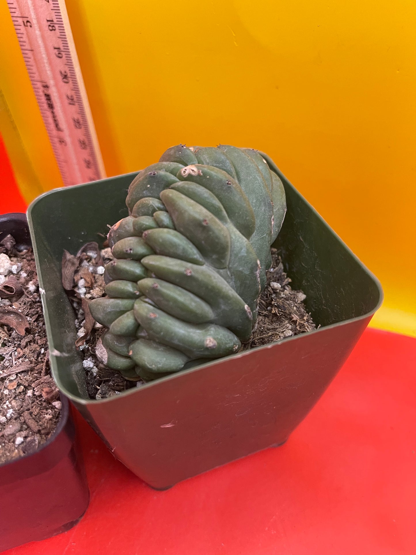Crested Myrtillocactus