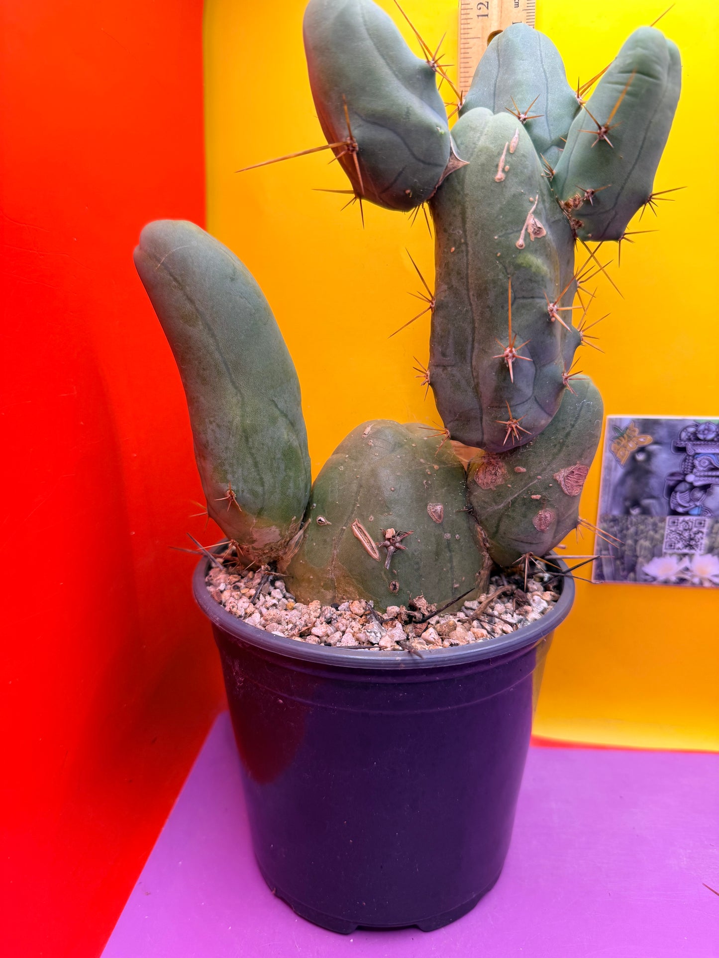 HUGE MAIN SECTION ! Strong thick TBM Stand