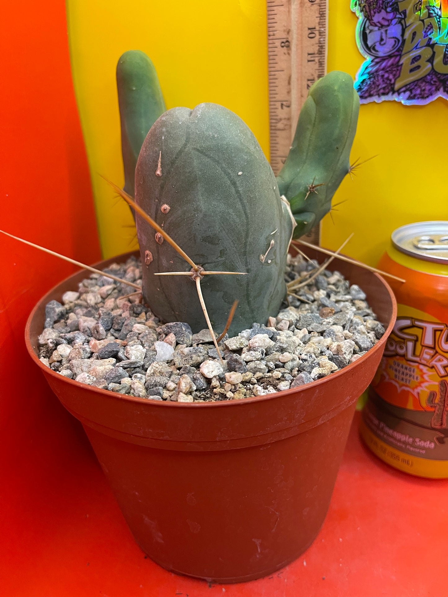 TBM !! This exact cactus in its pot