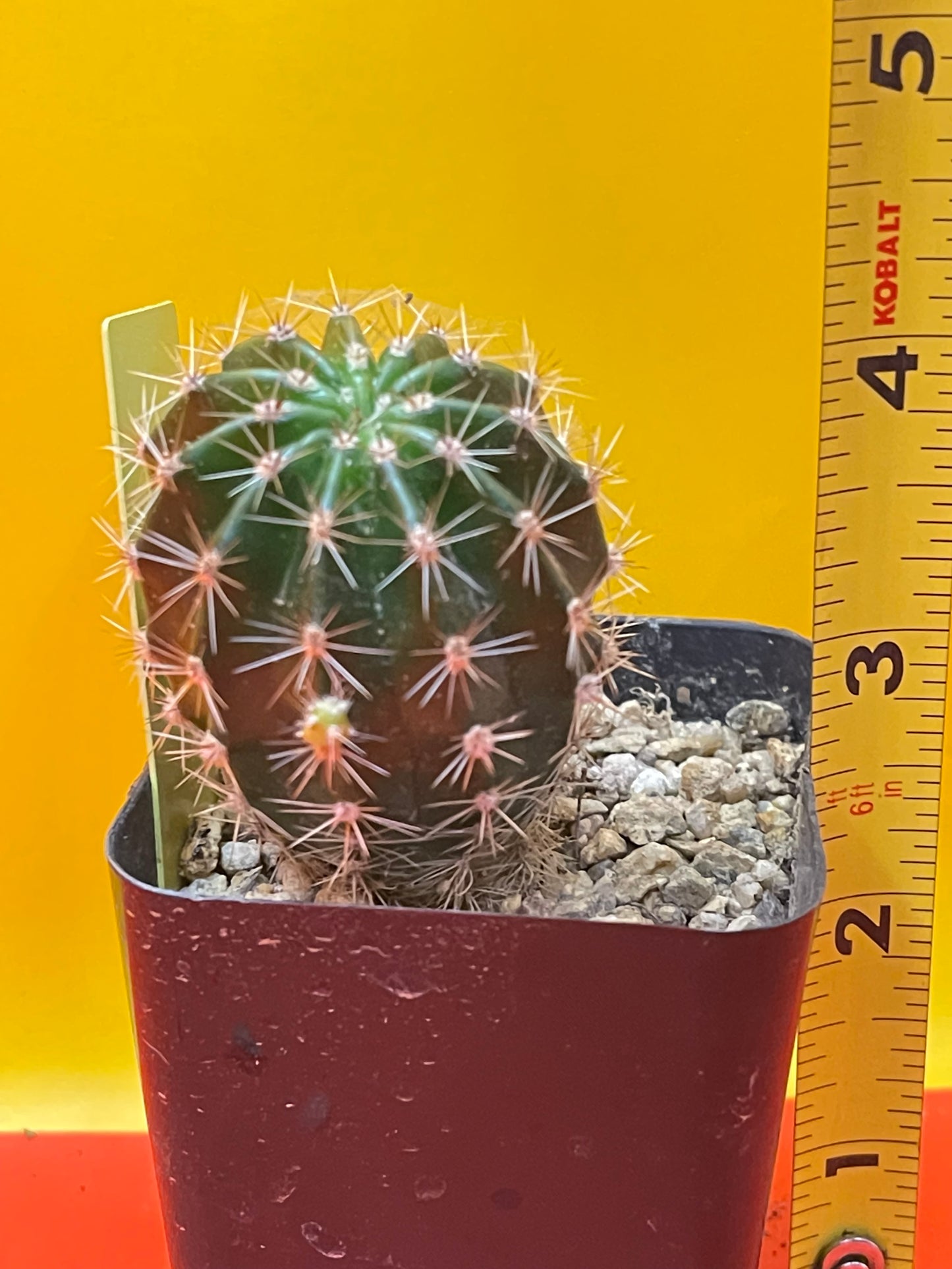 Yellow flowering echinopsis potted cactus !