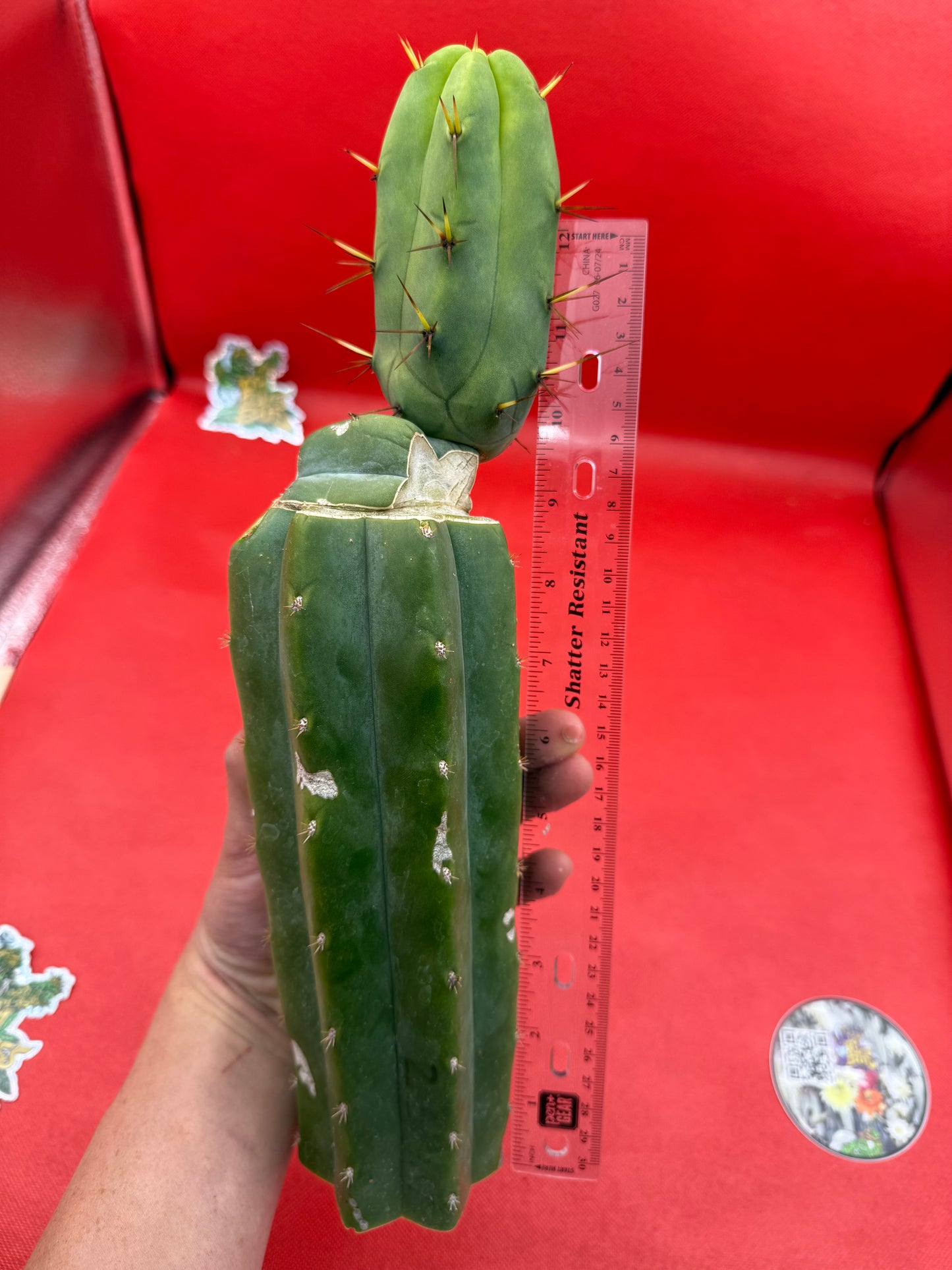 “Jimzz twin spines” grafted cactus