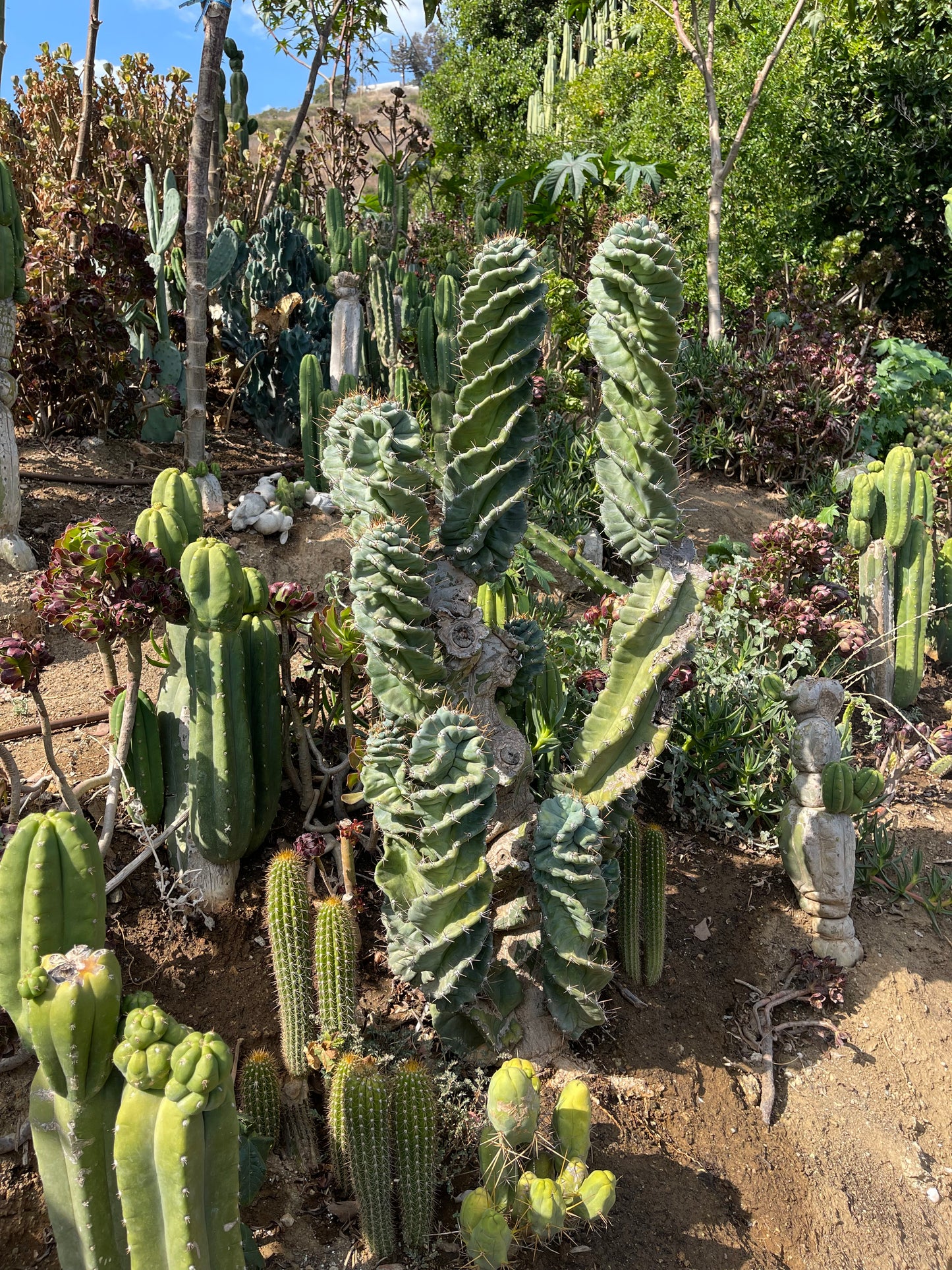 SPIRAL π CACTUS π΅!!!