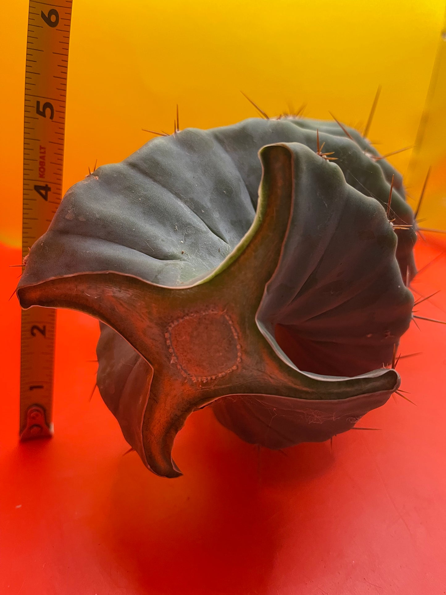 SPIRAL π CACTUS π΅!!!