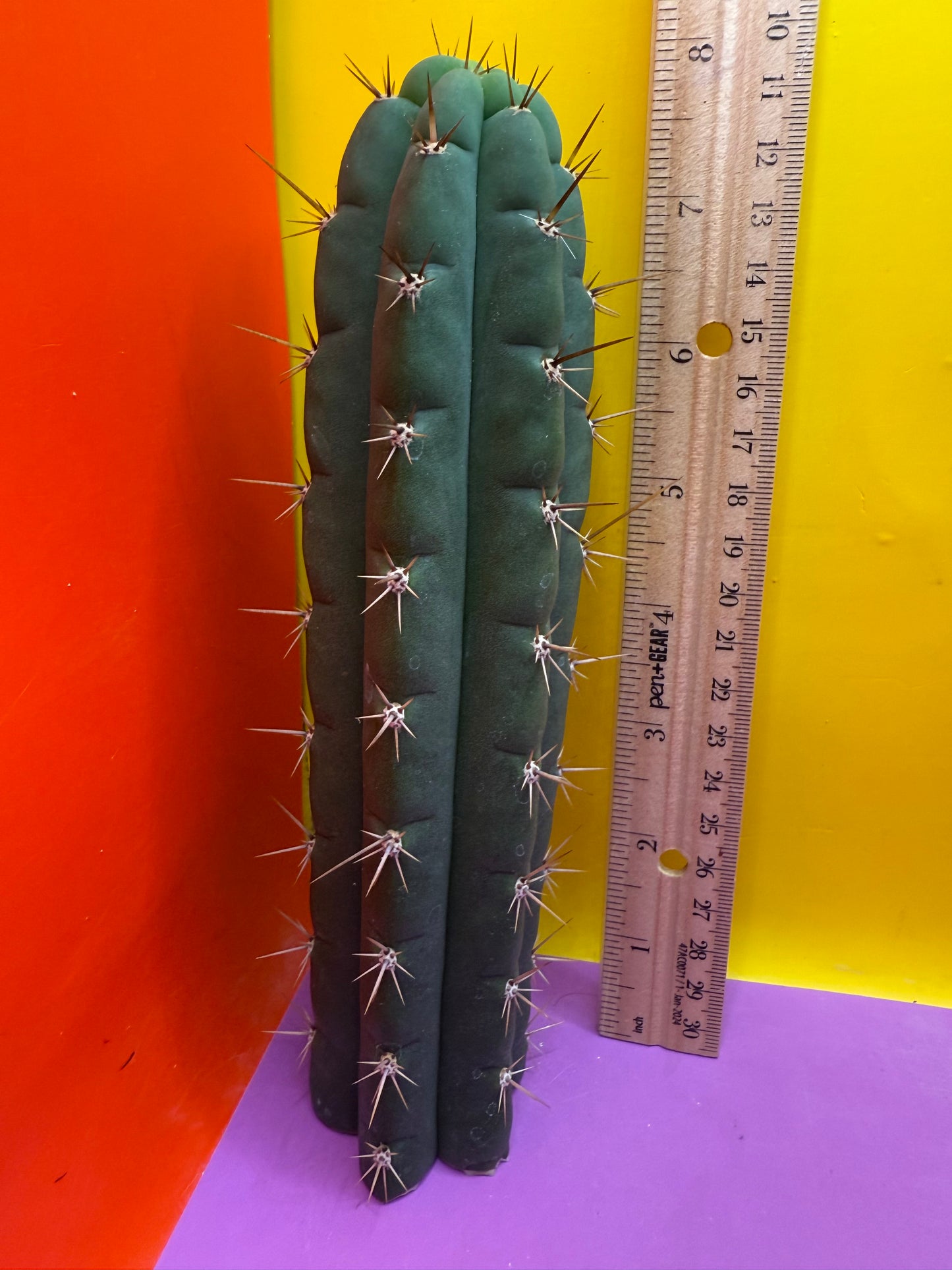 Friday deal !!! Misplants Mystery