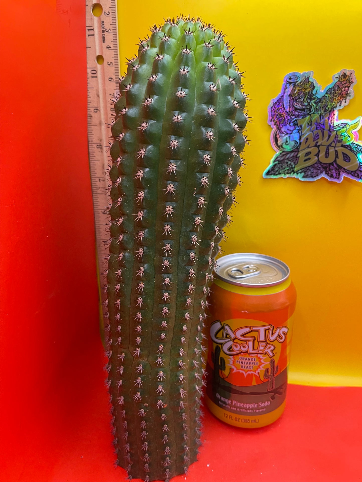 Trichocereus Brevispinulosus