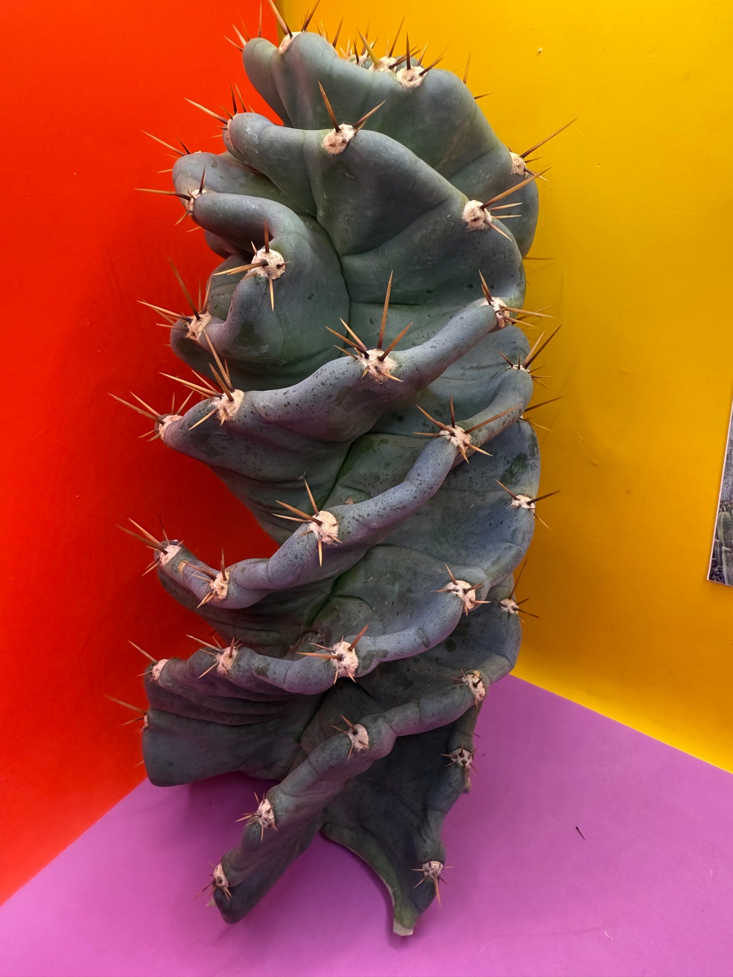 FAT 🌀🌵Spiral Cactus !Over 4” thick - Foot long