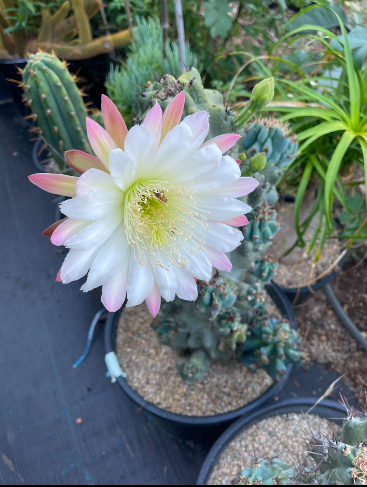 Cereus monstrose
