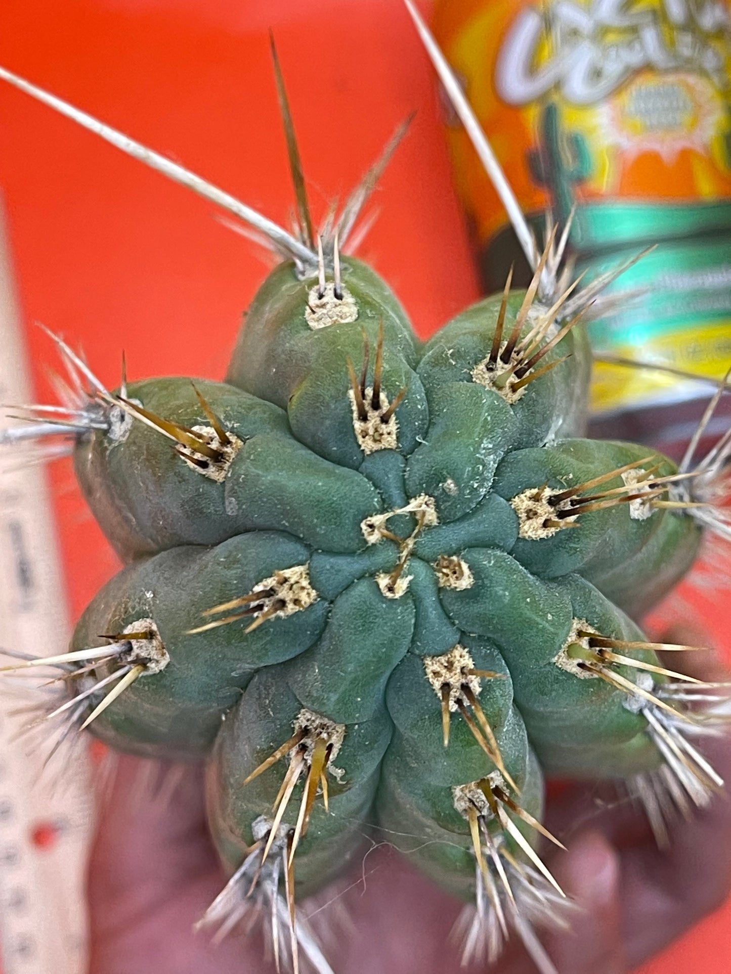 Trichocereus puquiensis