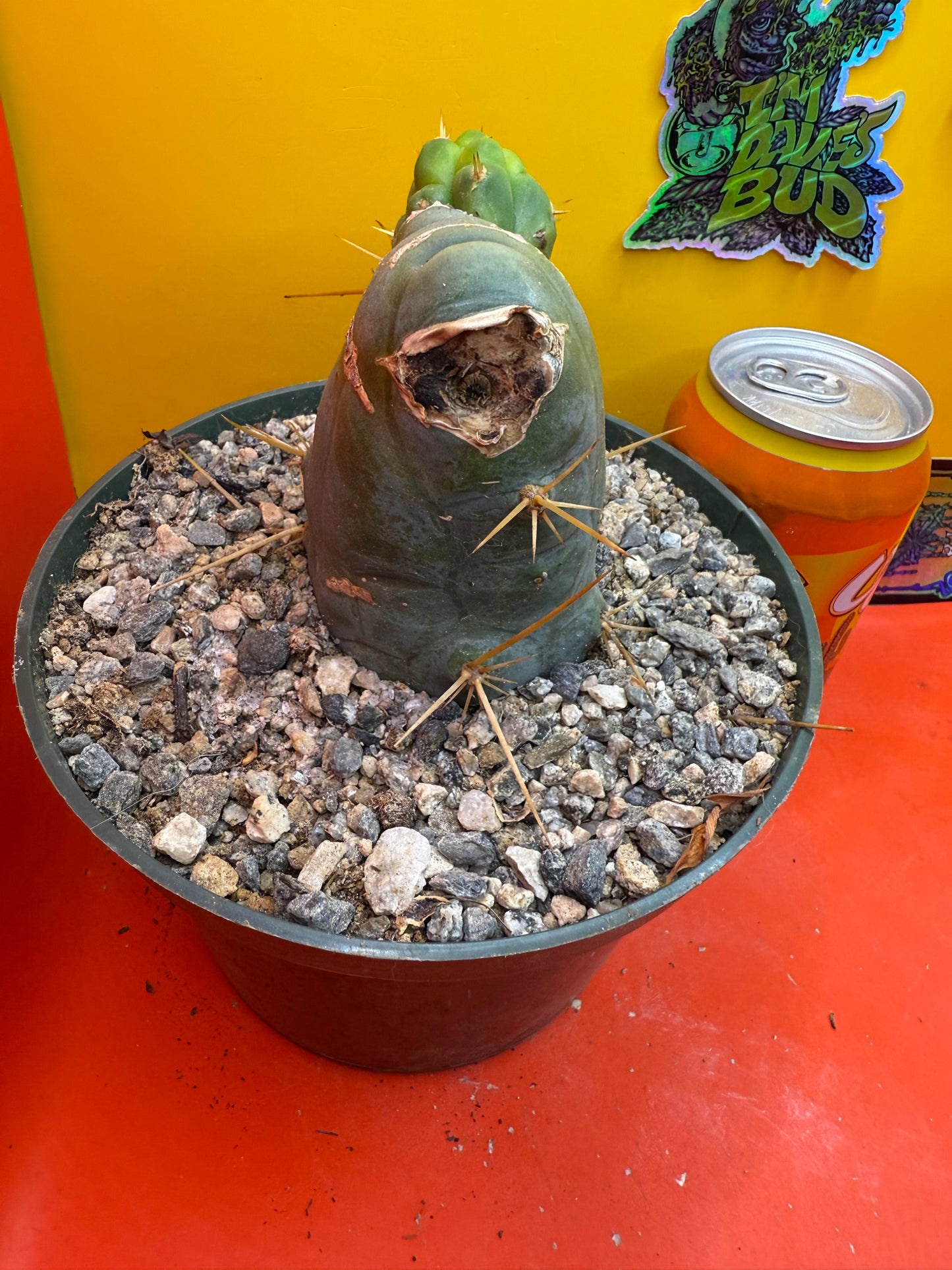 Big fat TBM in 6” wide pot
