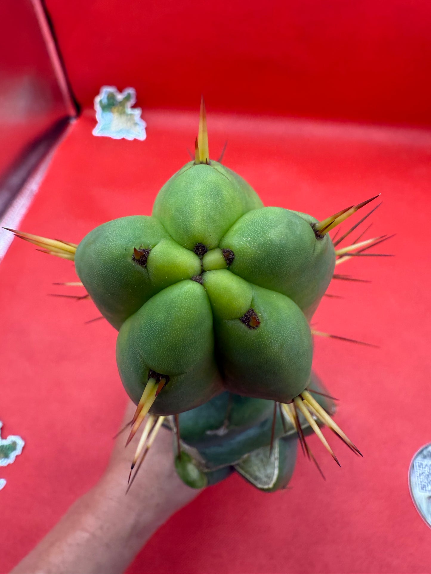 “Jimzz twin spines” grafted cactus