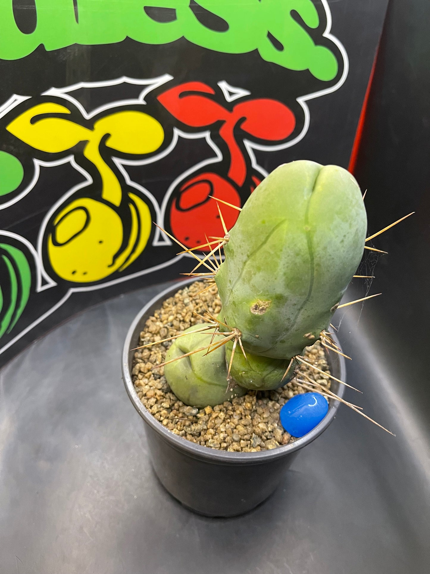 Tbm CACTUS