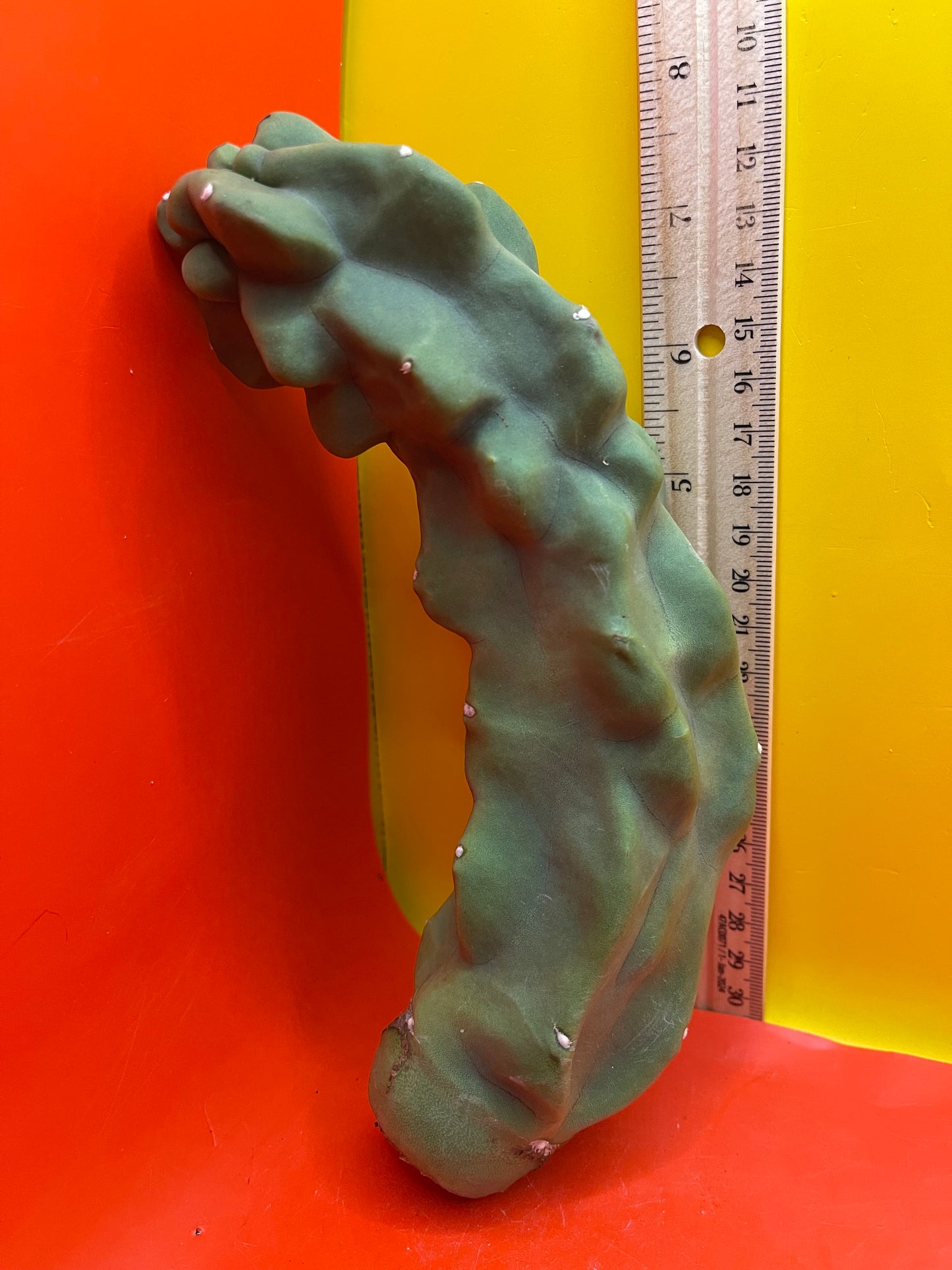 Spineless totem cactus