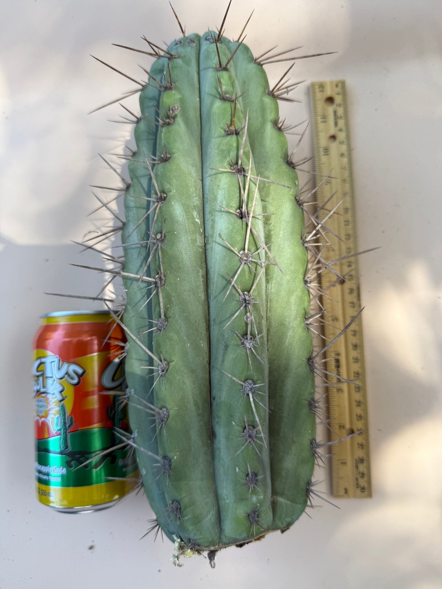 “Serra blue” San Pedro Cactus !