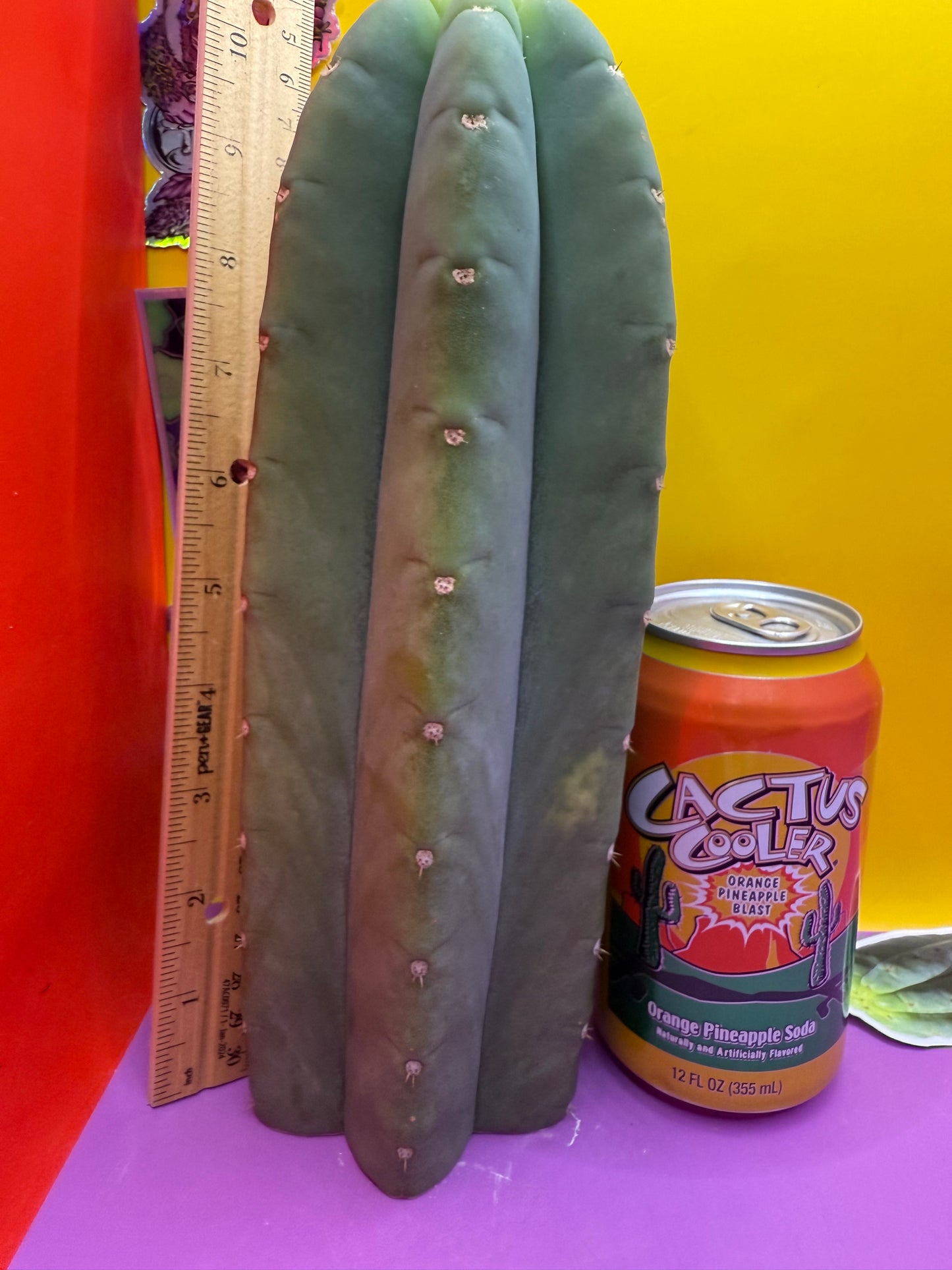 Tip of FAT Cahuilla!