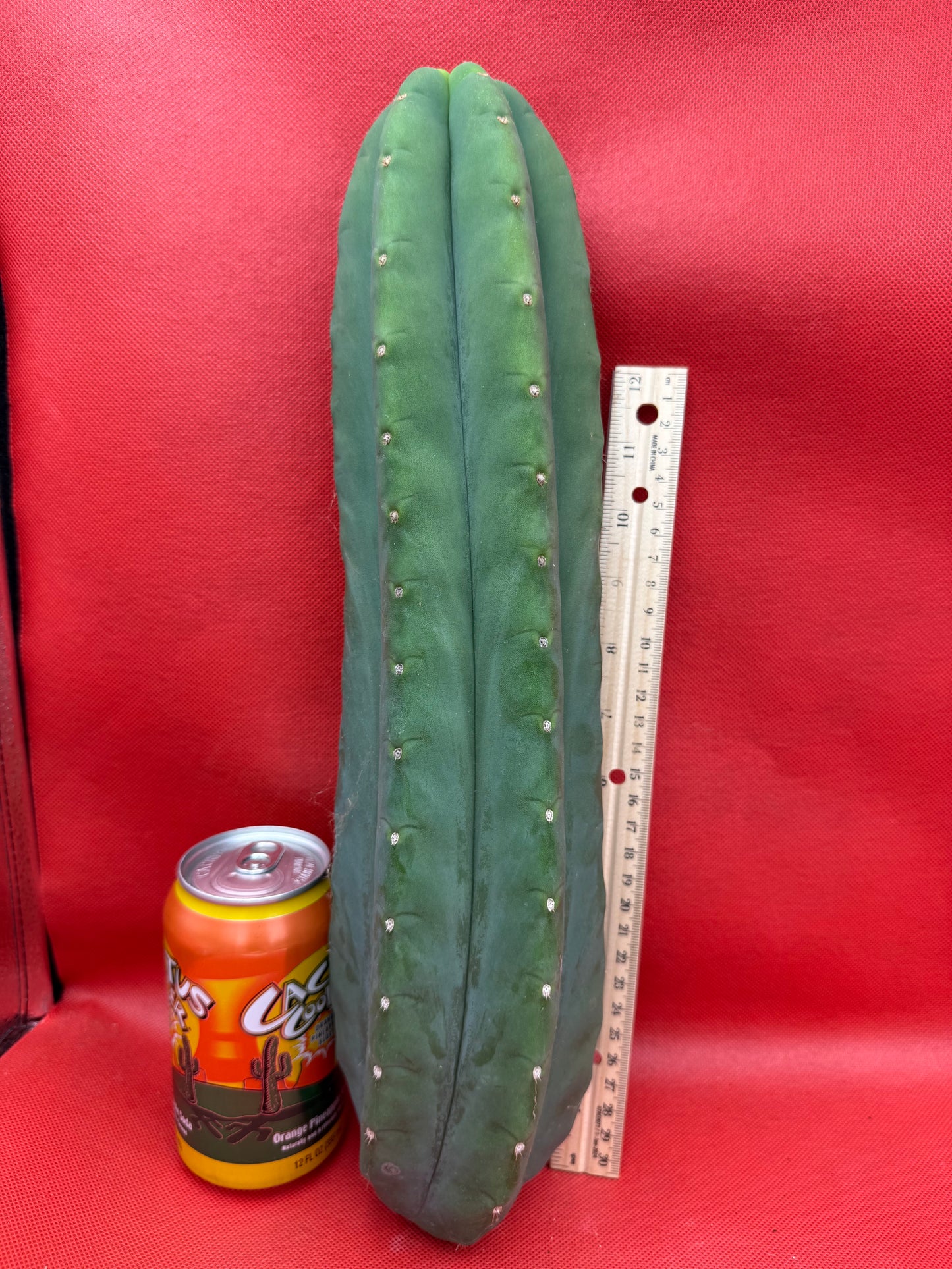 FAT and Tall Cahuilla Tip!!!