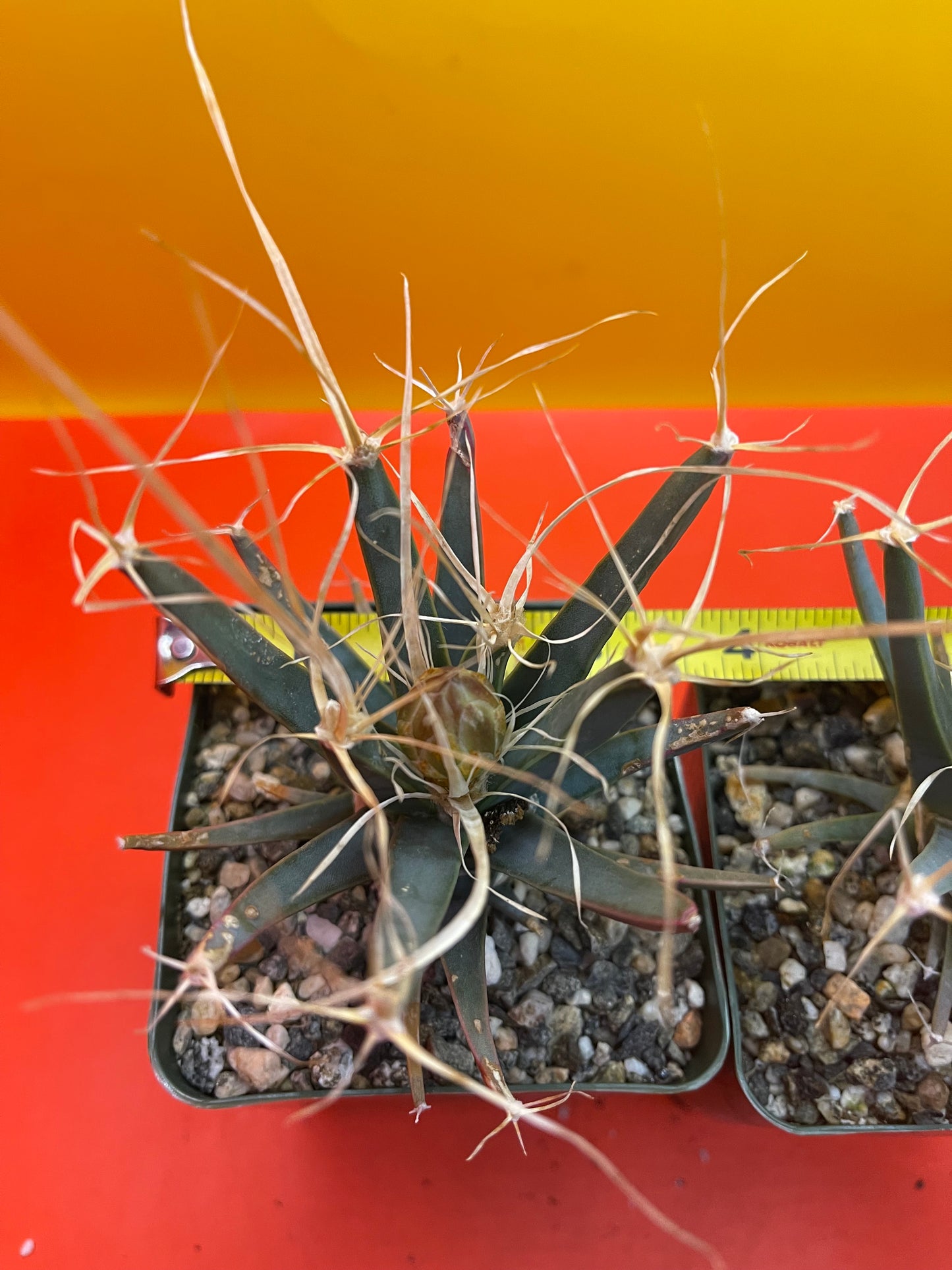 Leuchtenbergia principis with flower buds