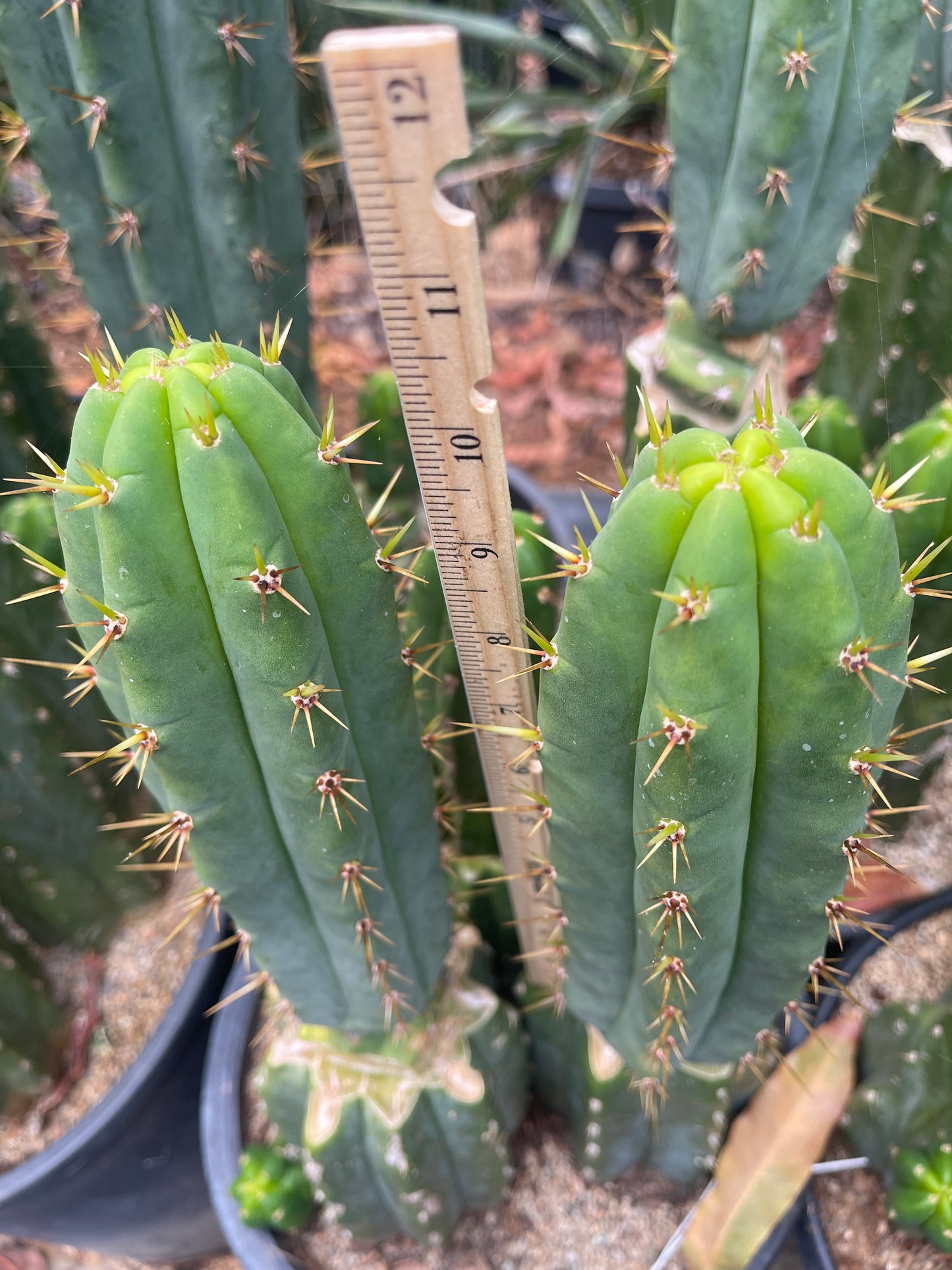TIG X YOWIE - SAN pedro cactus