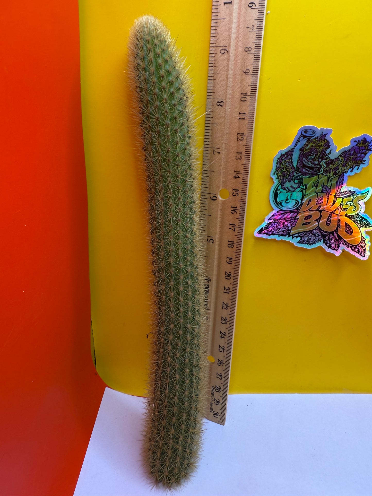 Golden Foxtail Cactus