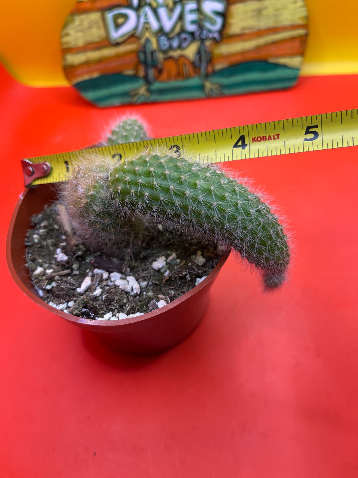 Monkey tail cactus