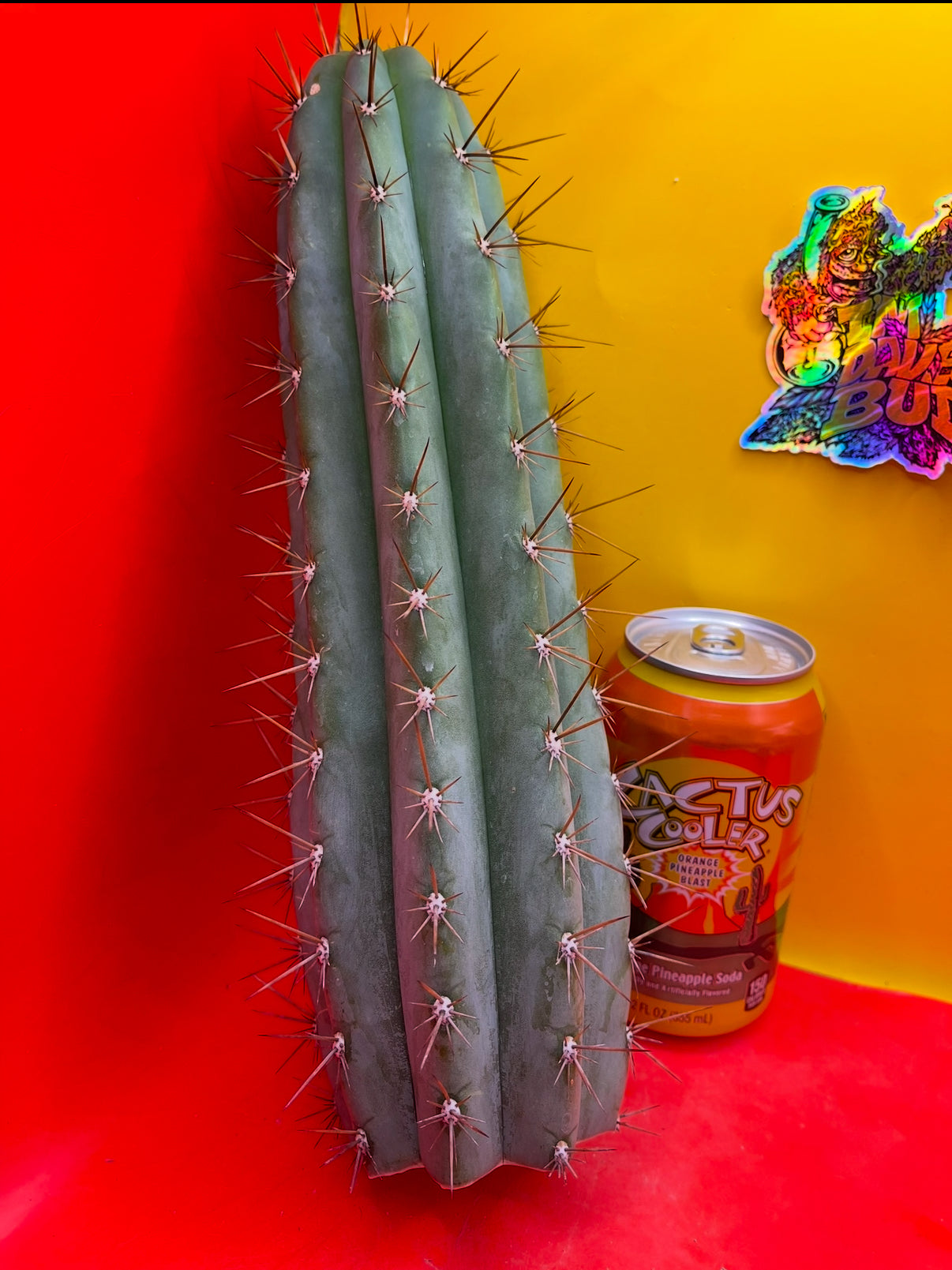 SEEDS OF TRICHOCEREUS SERRA BLUE