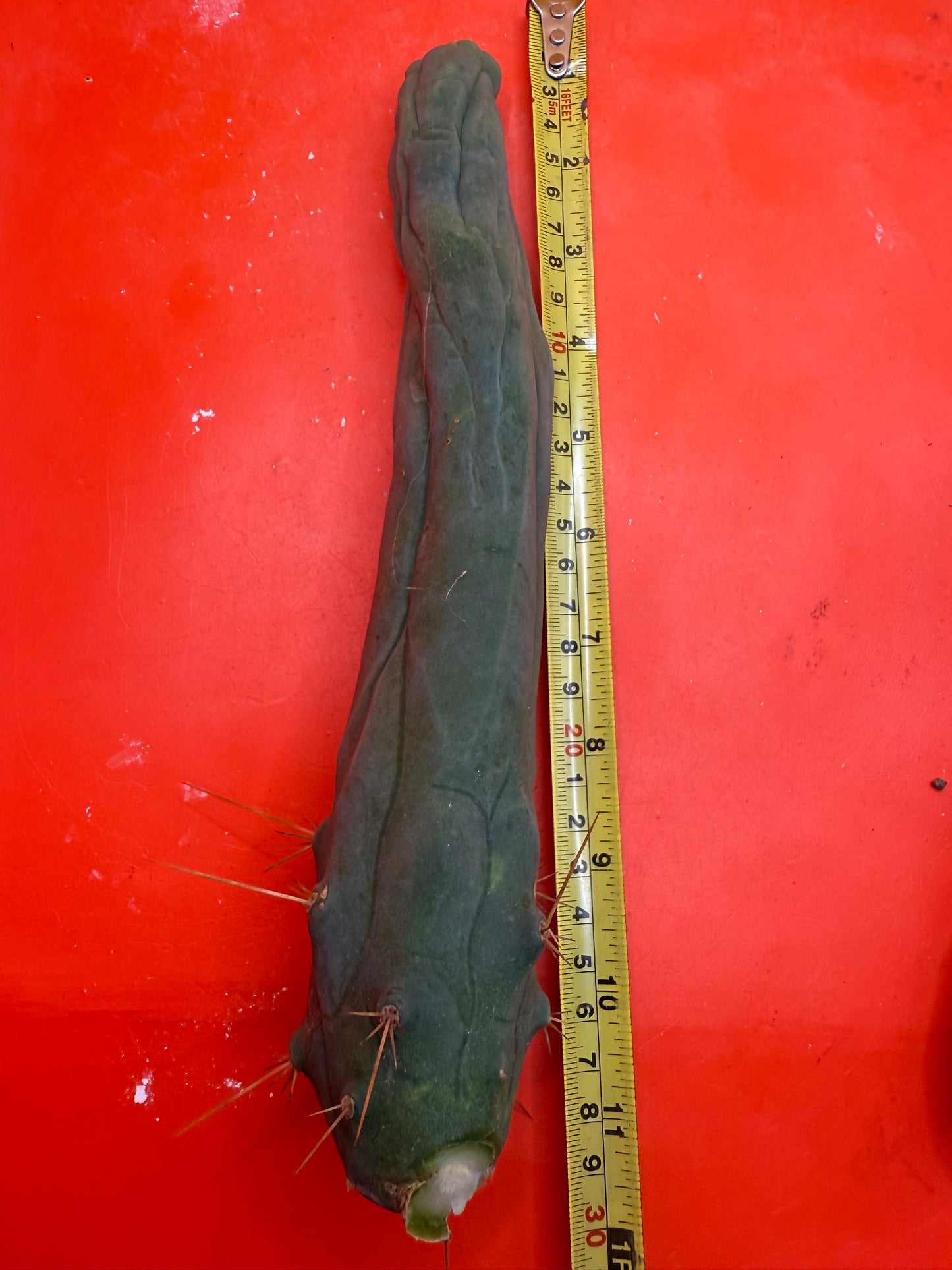 TBM-A LONG FORM CACTUS