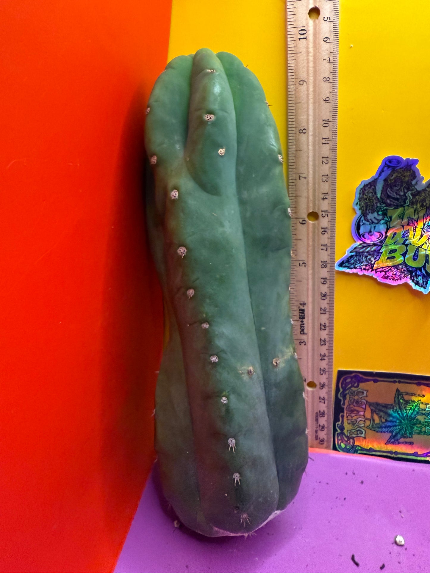 Cahuilla !!
