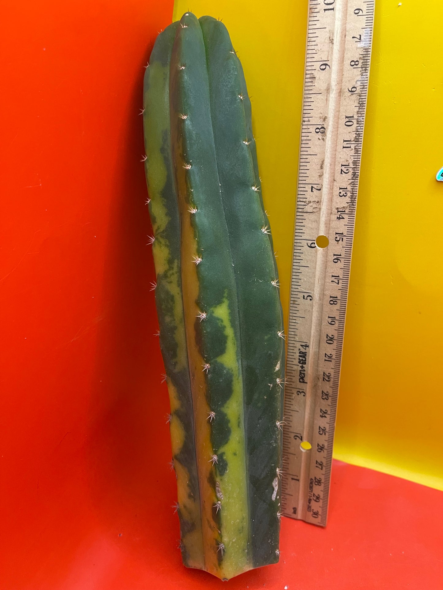 Variegated San Pedro Cactus !