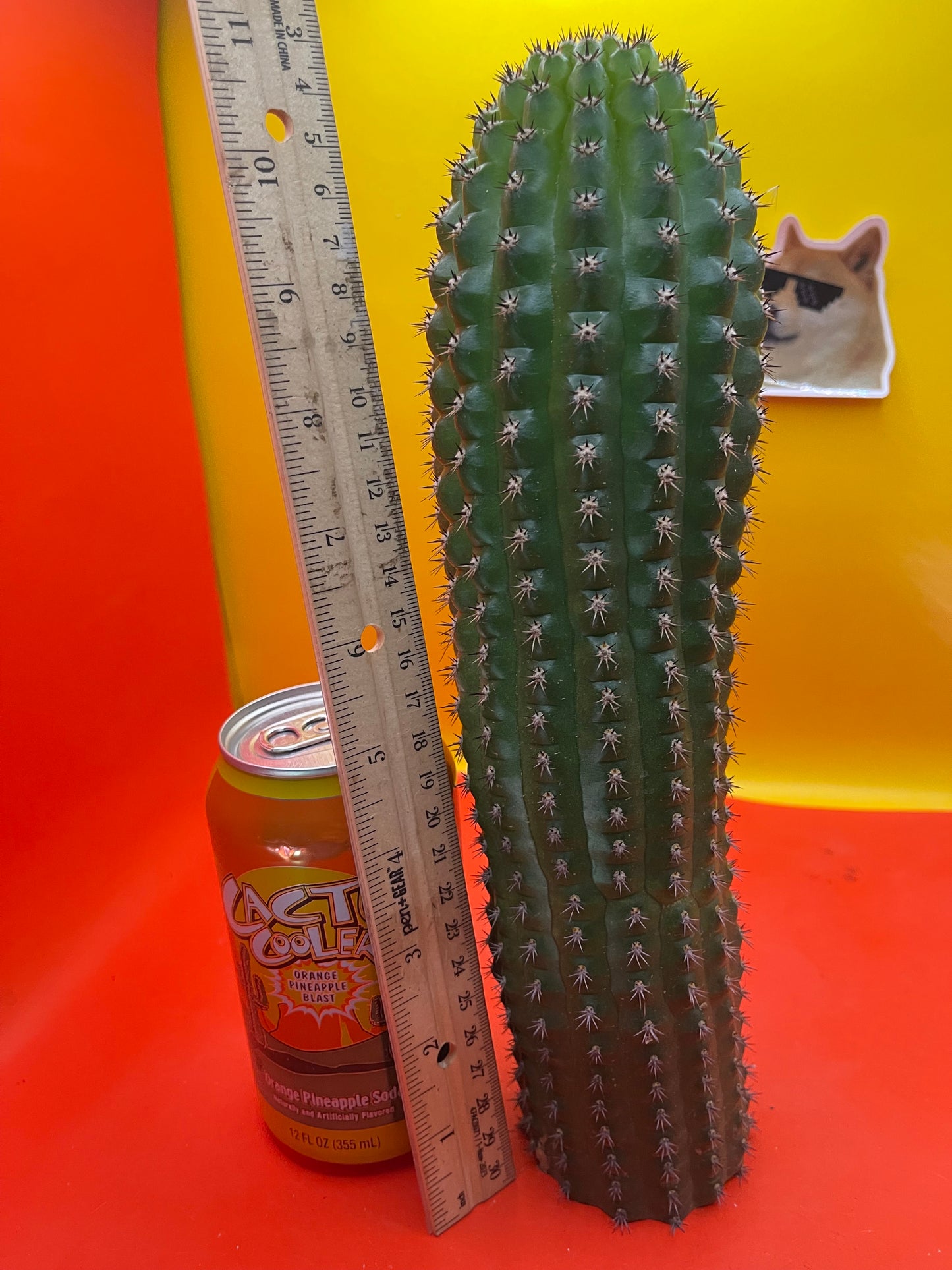 Trichocereus Brevispinulosus