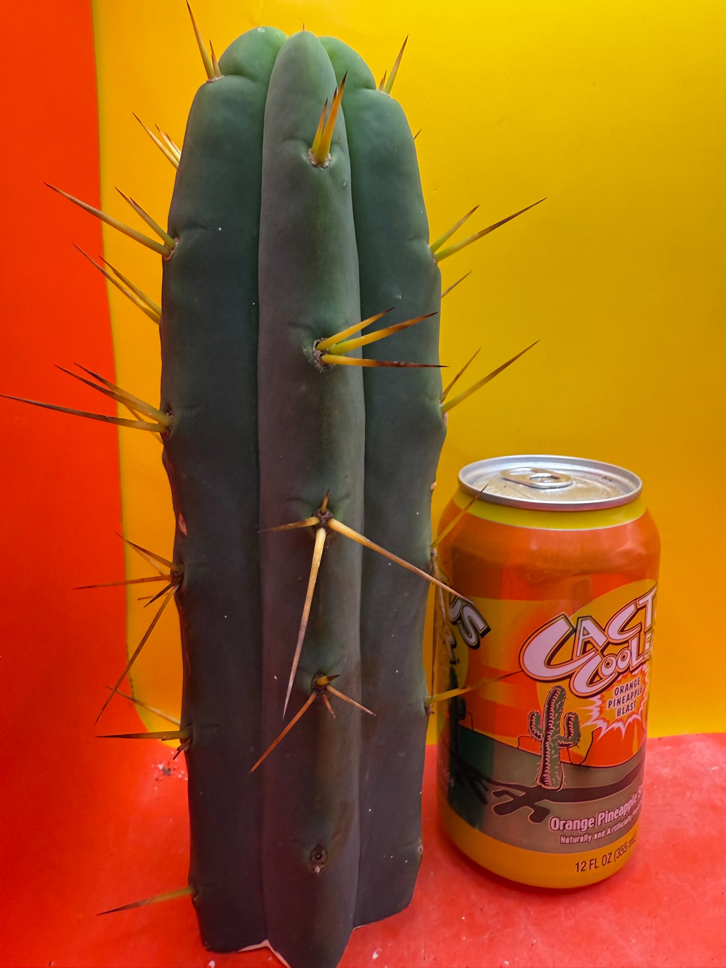 TRICHOCEREUS BRIDGESII!!