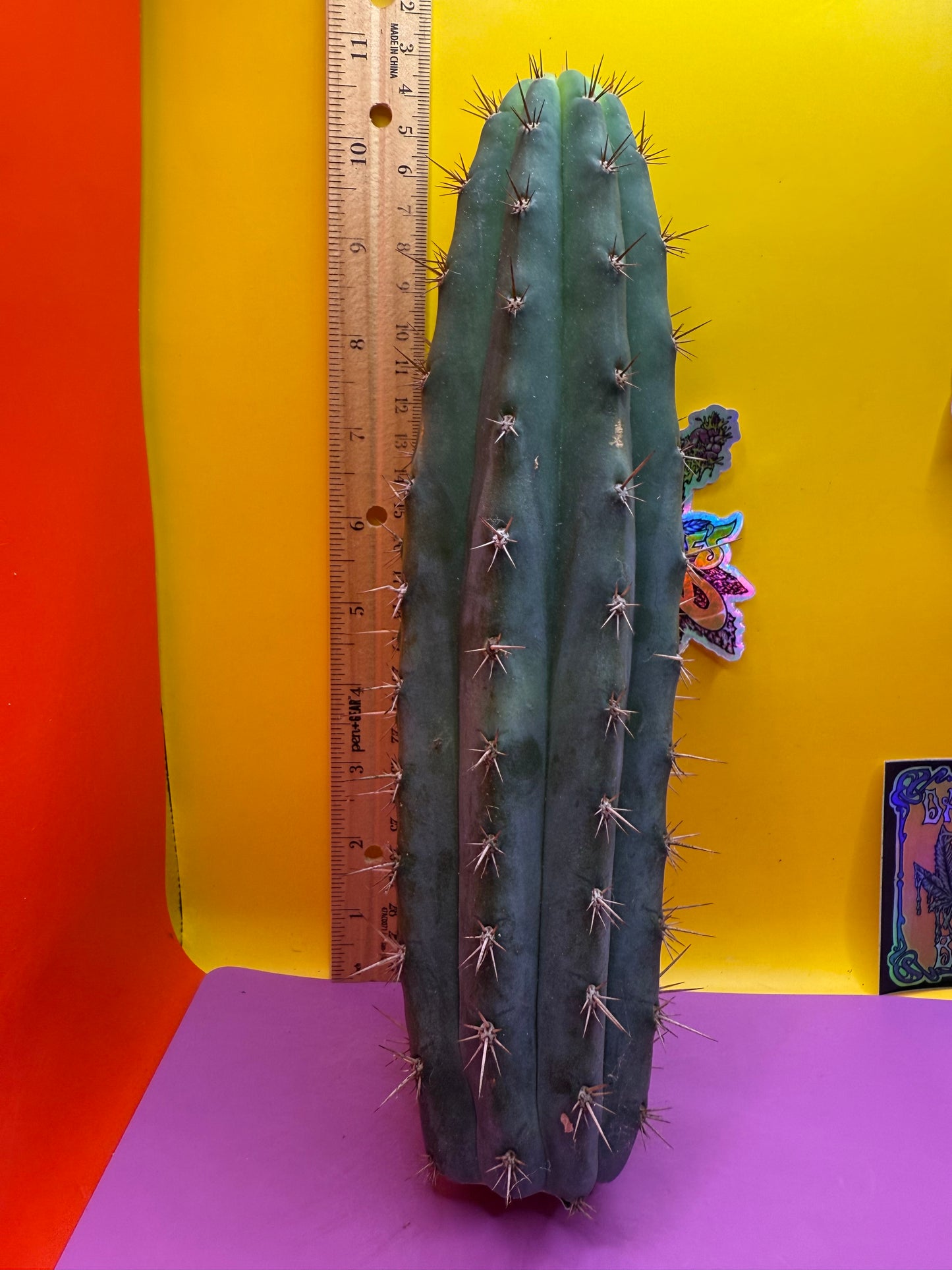 This exact San Pedro Cactus - SSO2 O.P.
