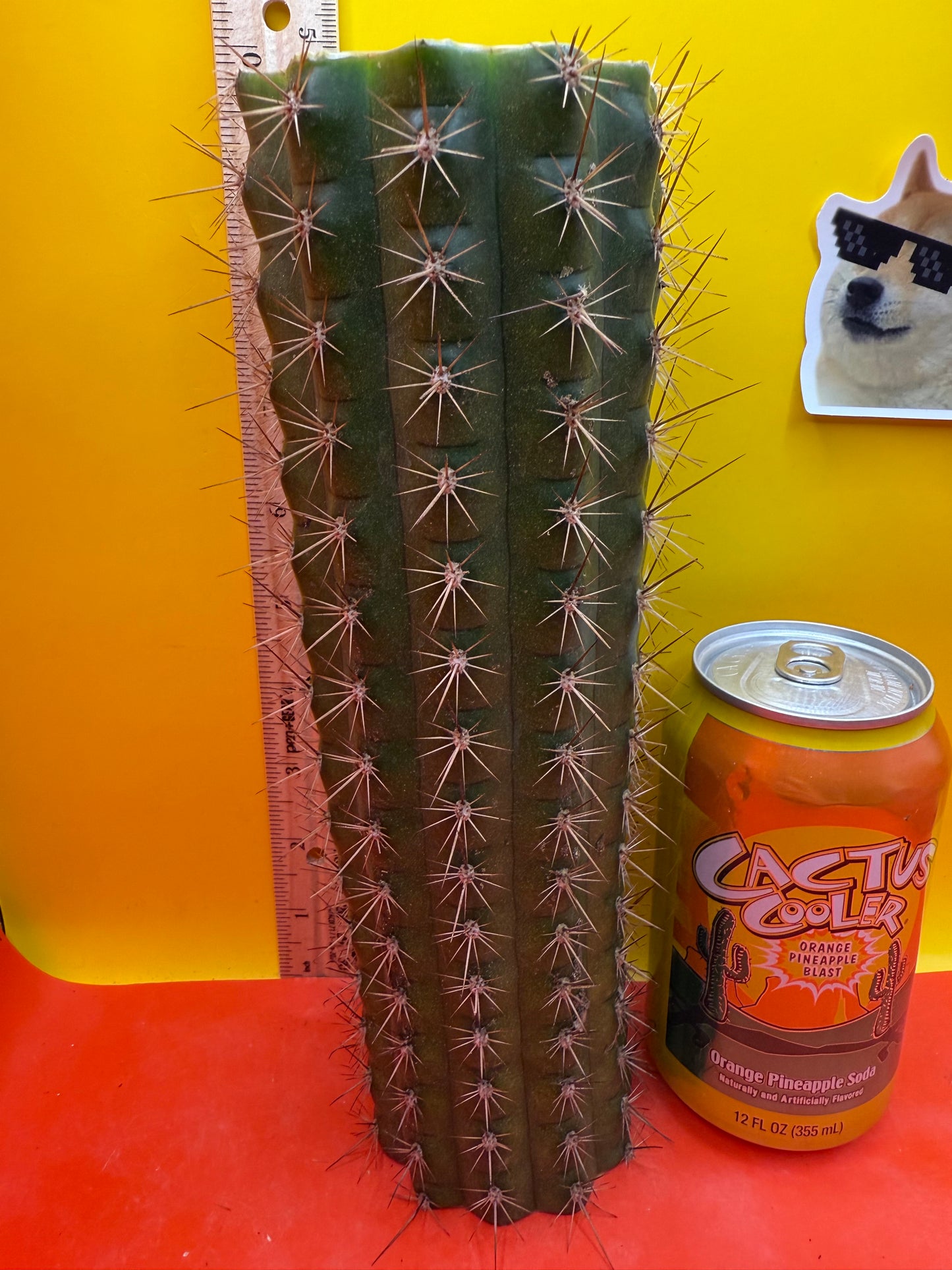 Trichocereus thelegonus