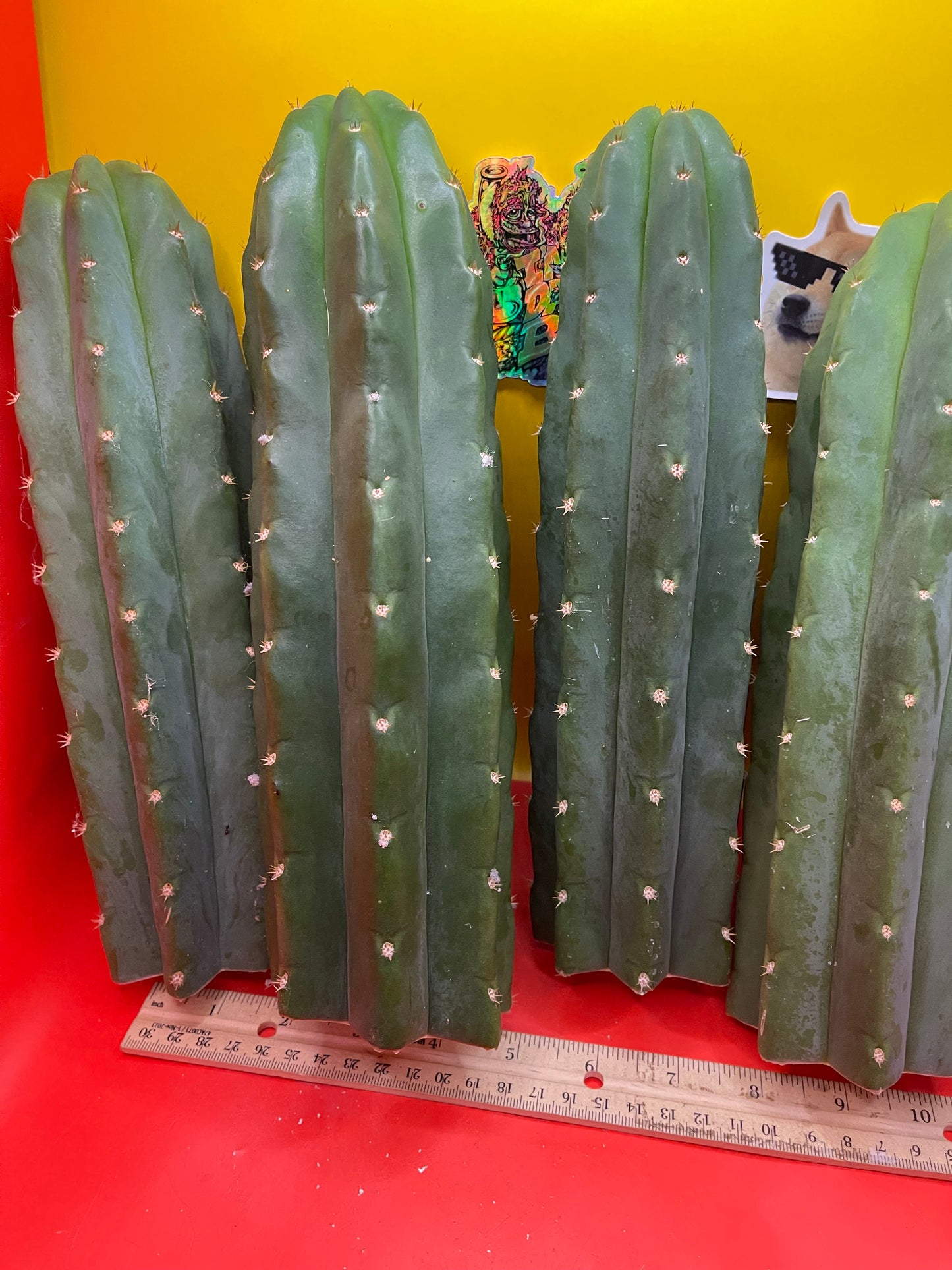 SAN PEDRO CACTUS CUTTING !
