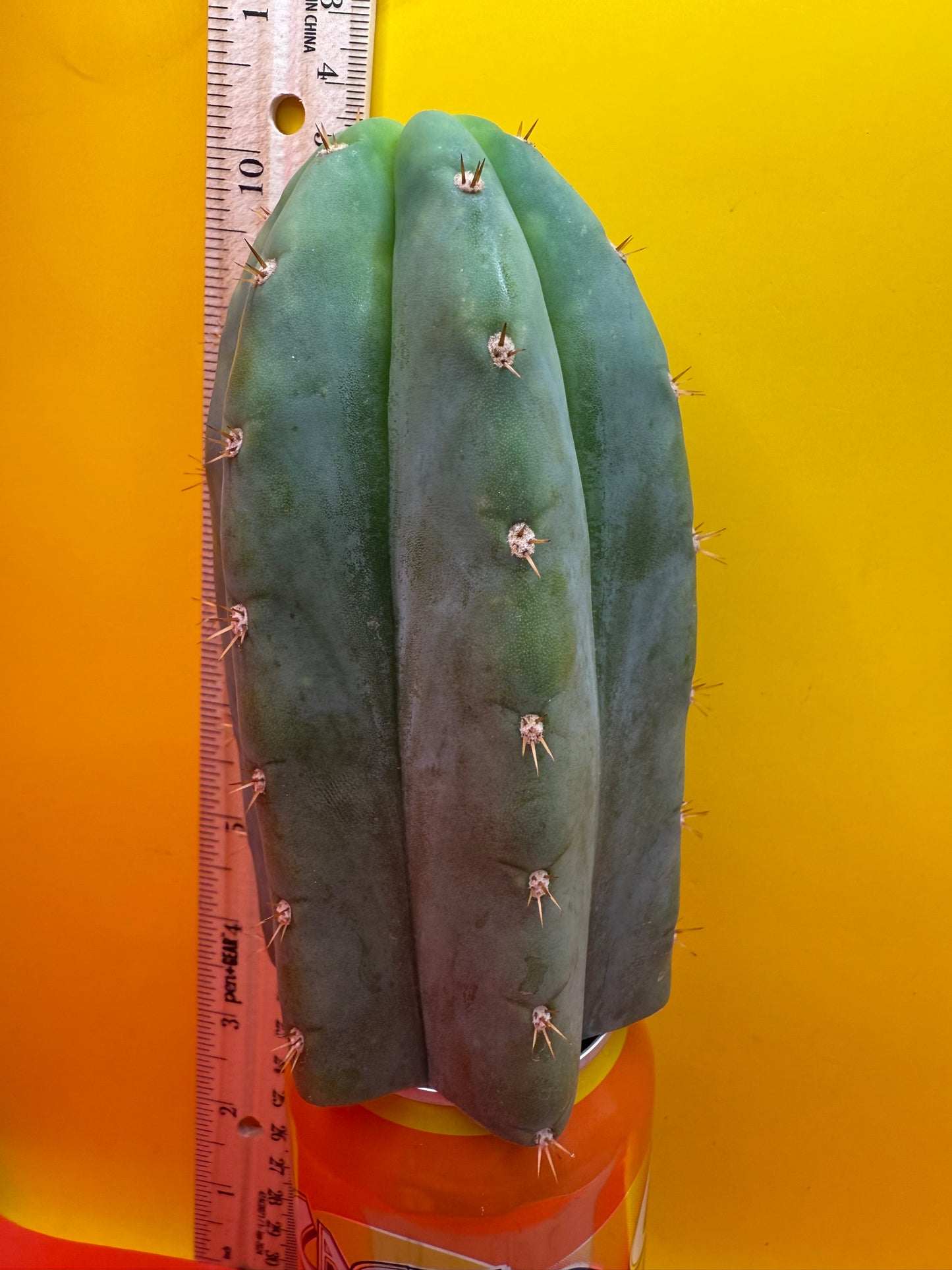 Jacks Juuls JJ O.P. “Type-A” Seed grown cactus cutting