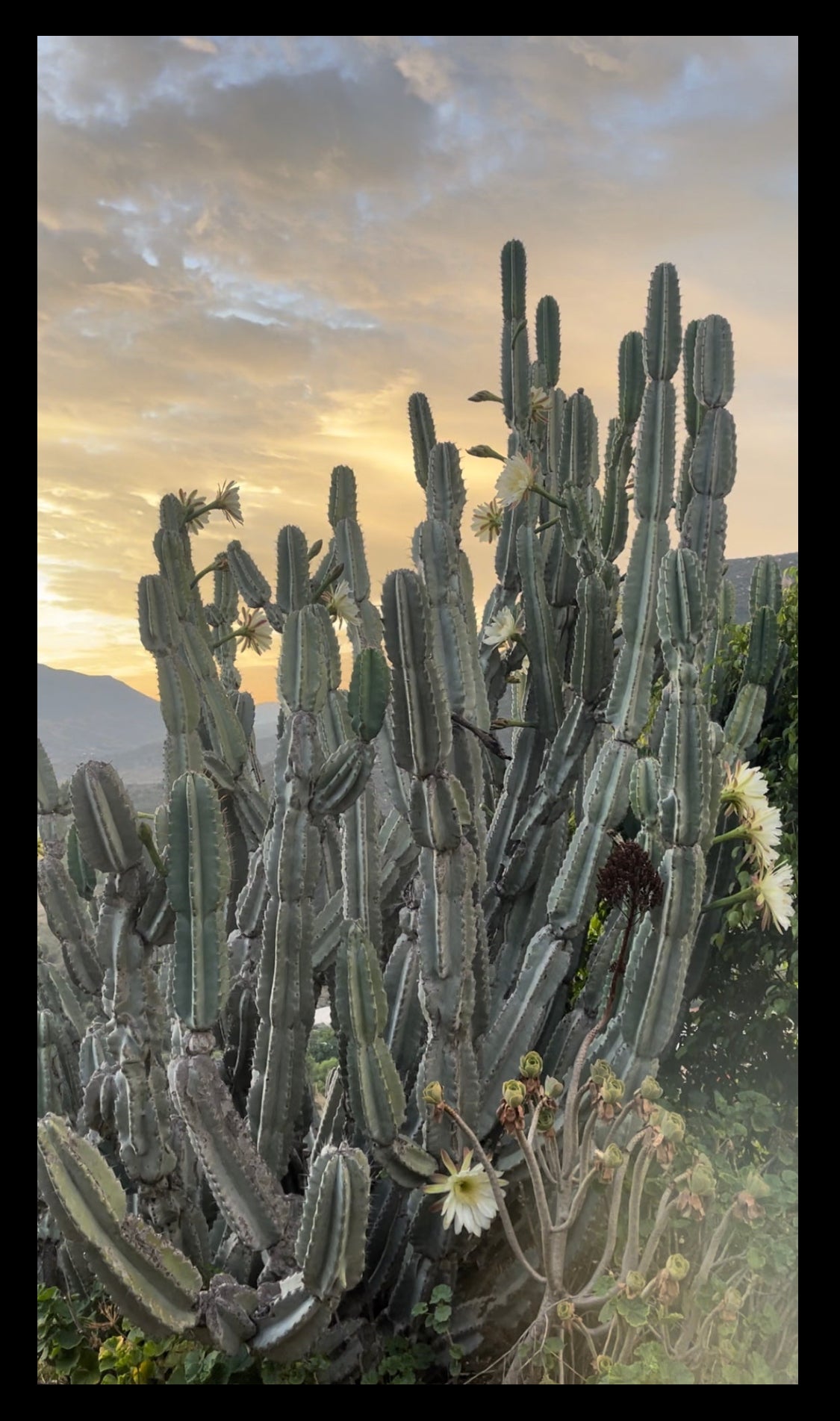 Free cactus seeds !!