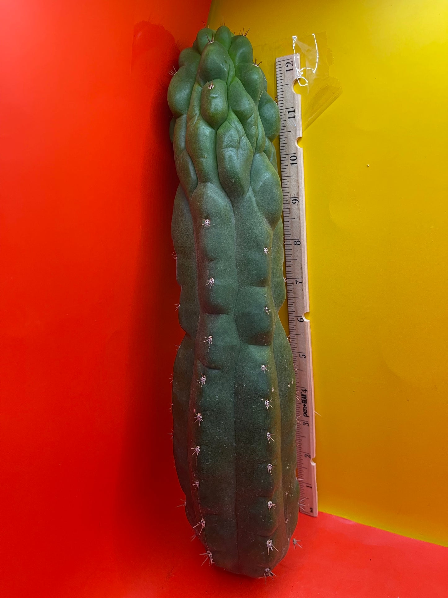 Monstrose San Pedro cactus - TPM !
