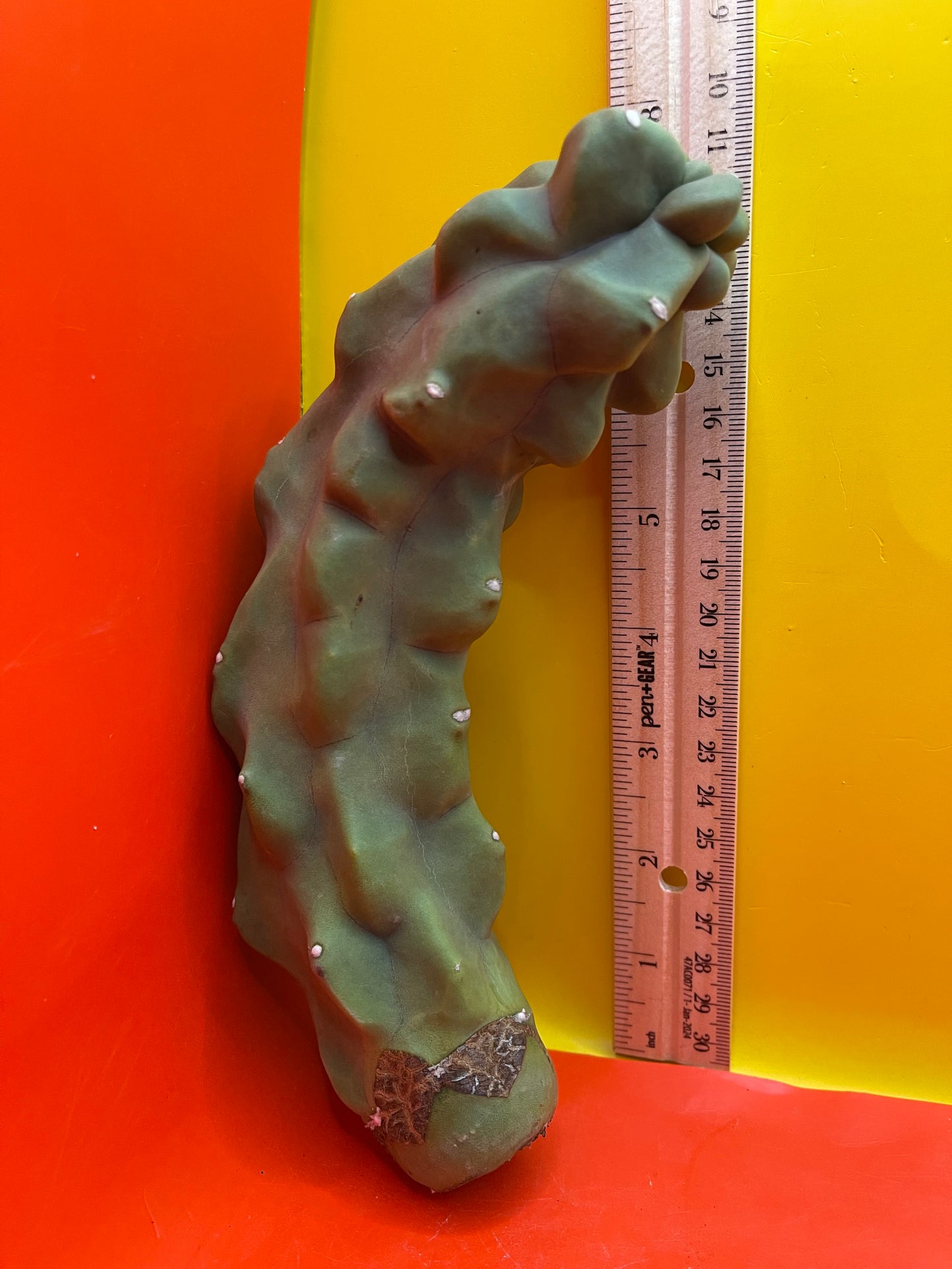 Spineless totem cactus