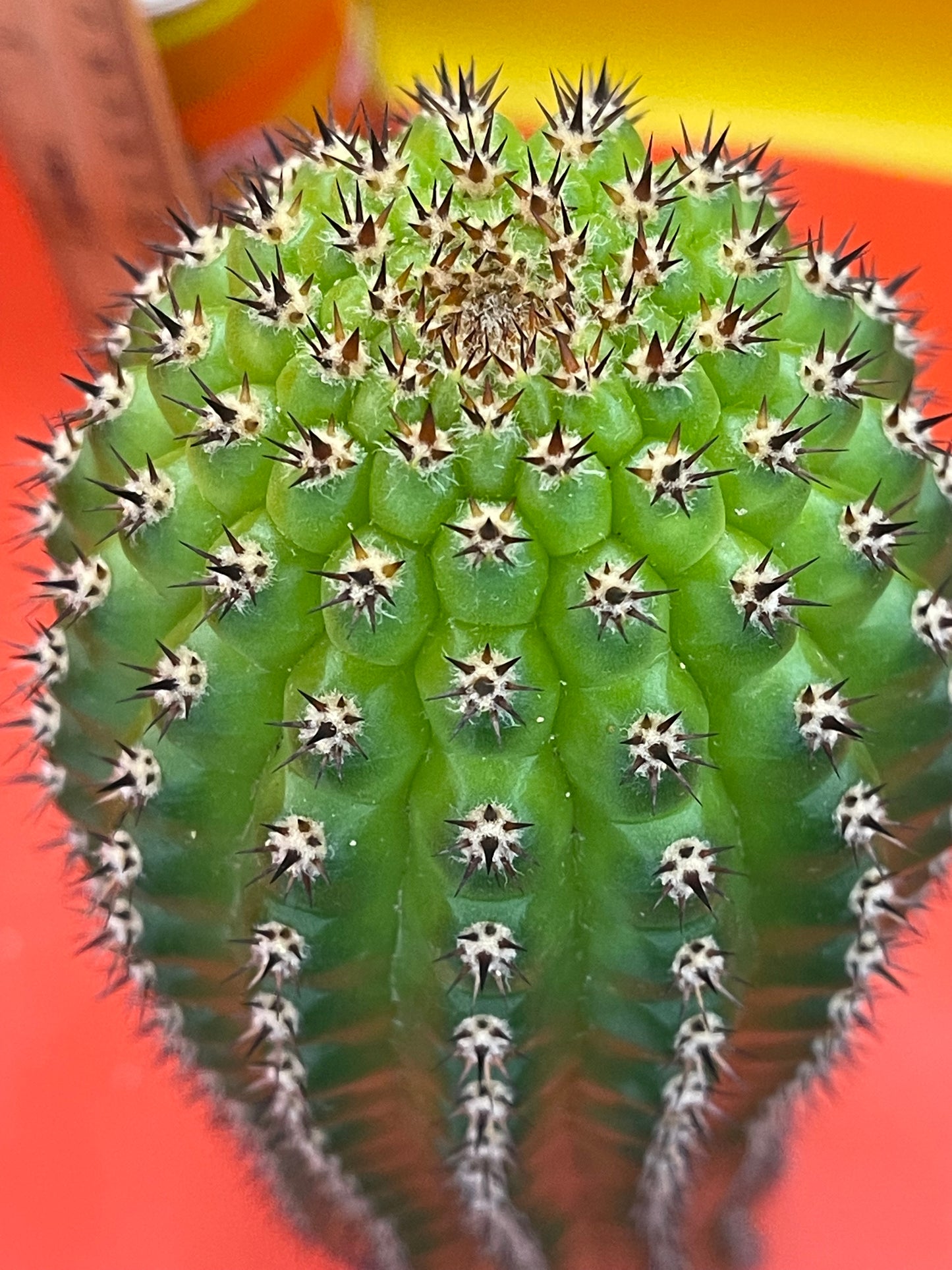 Trichocereus Brevispinulosus