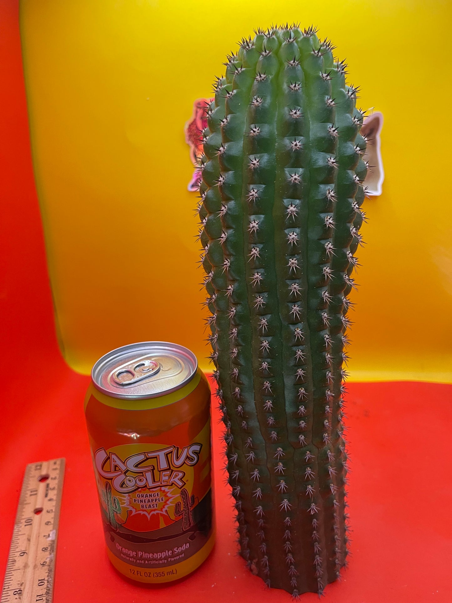 Trichocereus Brevispinulosus