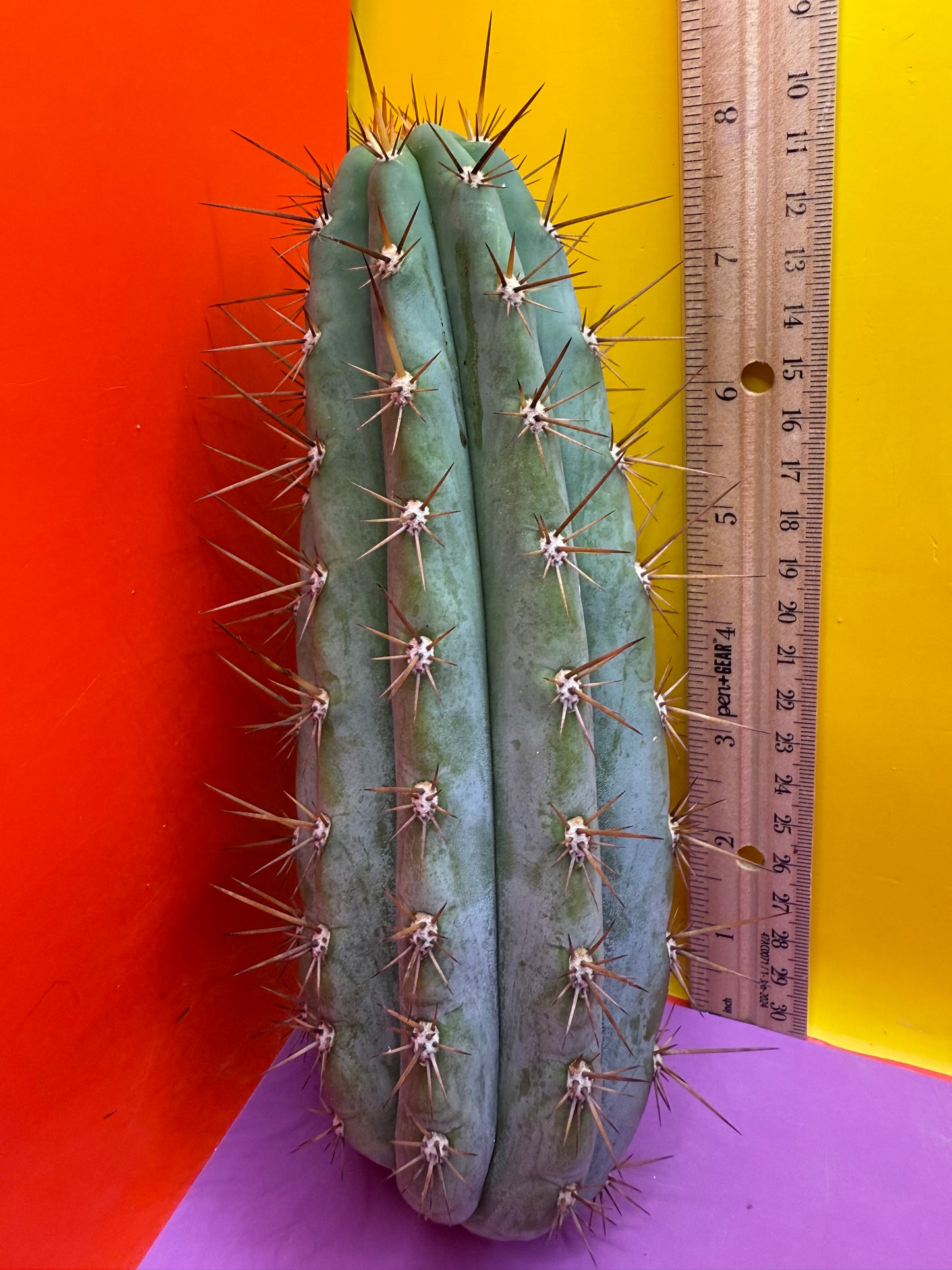 Trichocereus Matucana !