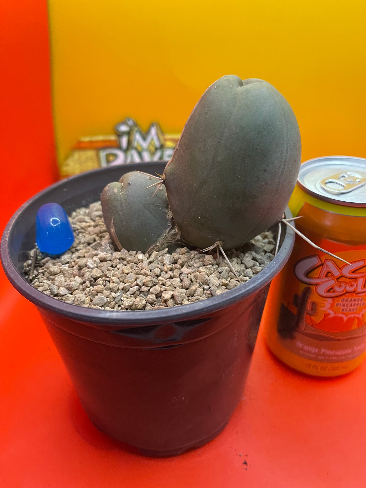 TBM CACTUS    type B