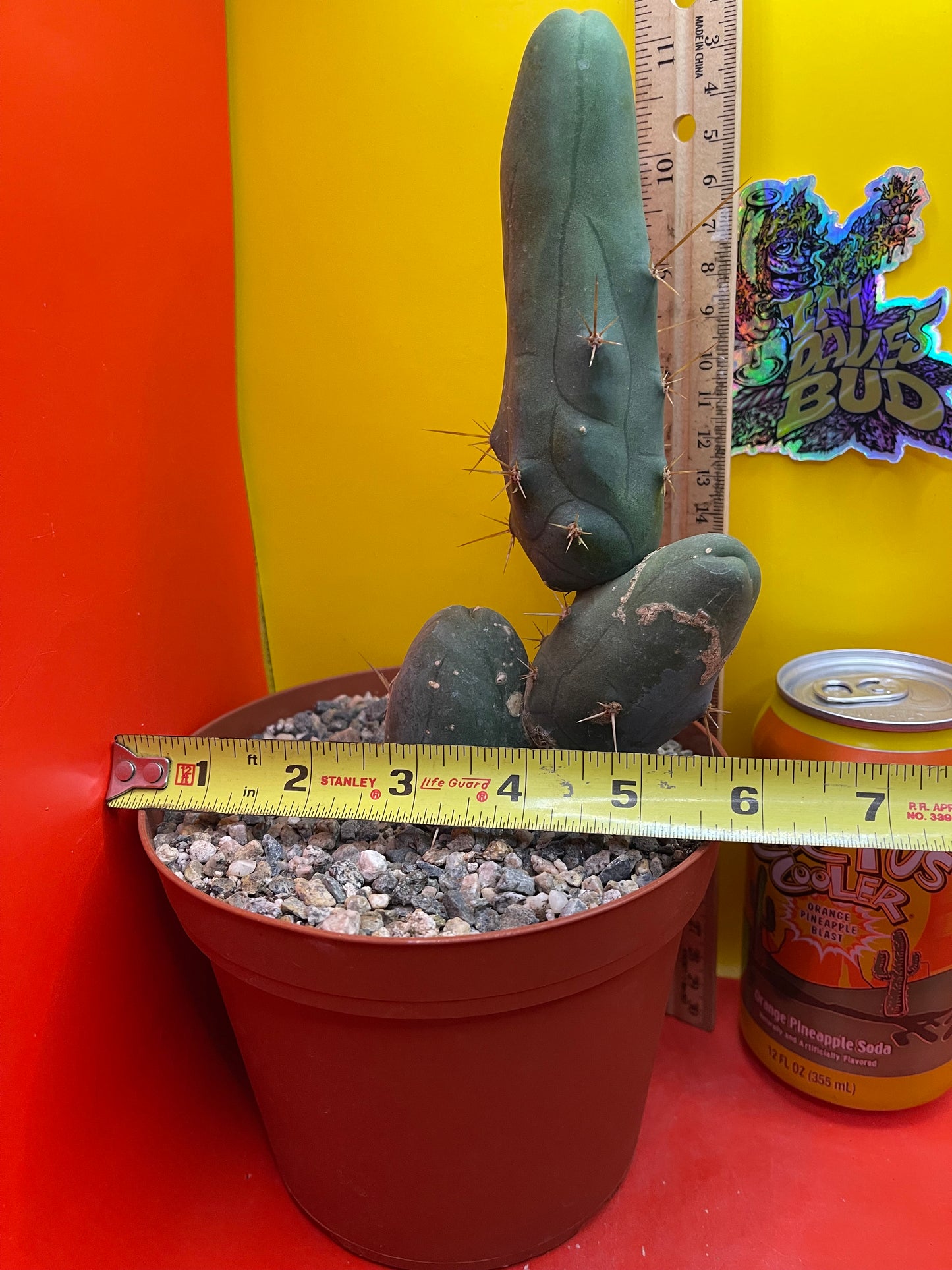 TBM-b - ships in pot - exact cactus -