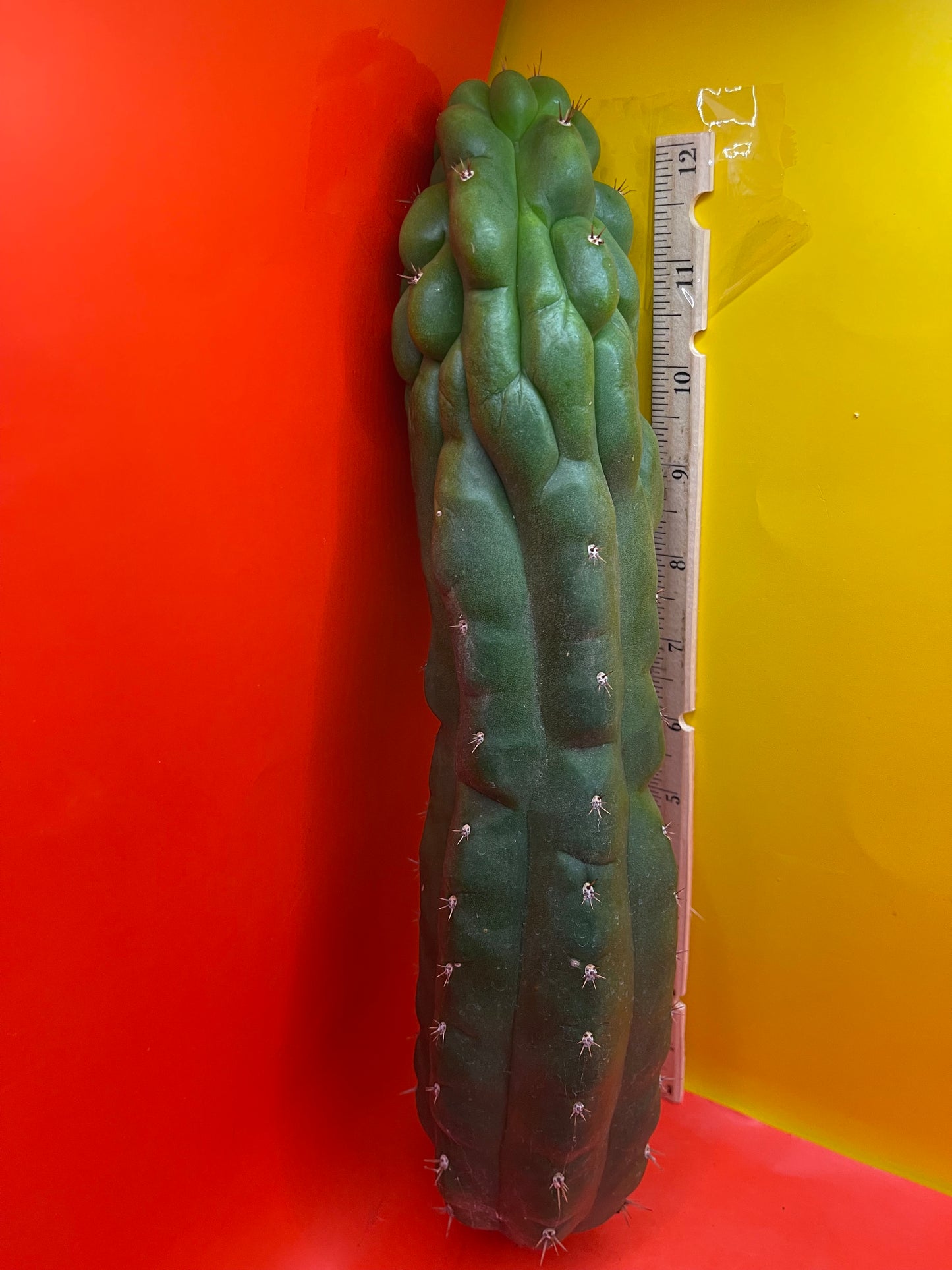 Monstrose San Pedro cactus - TPM !