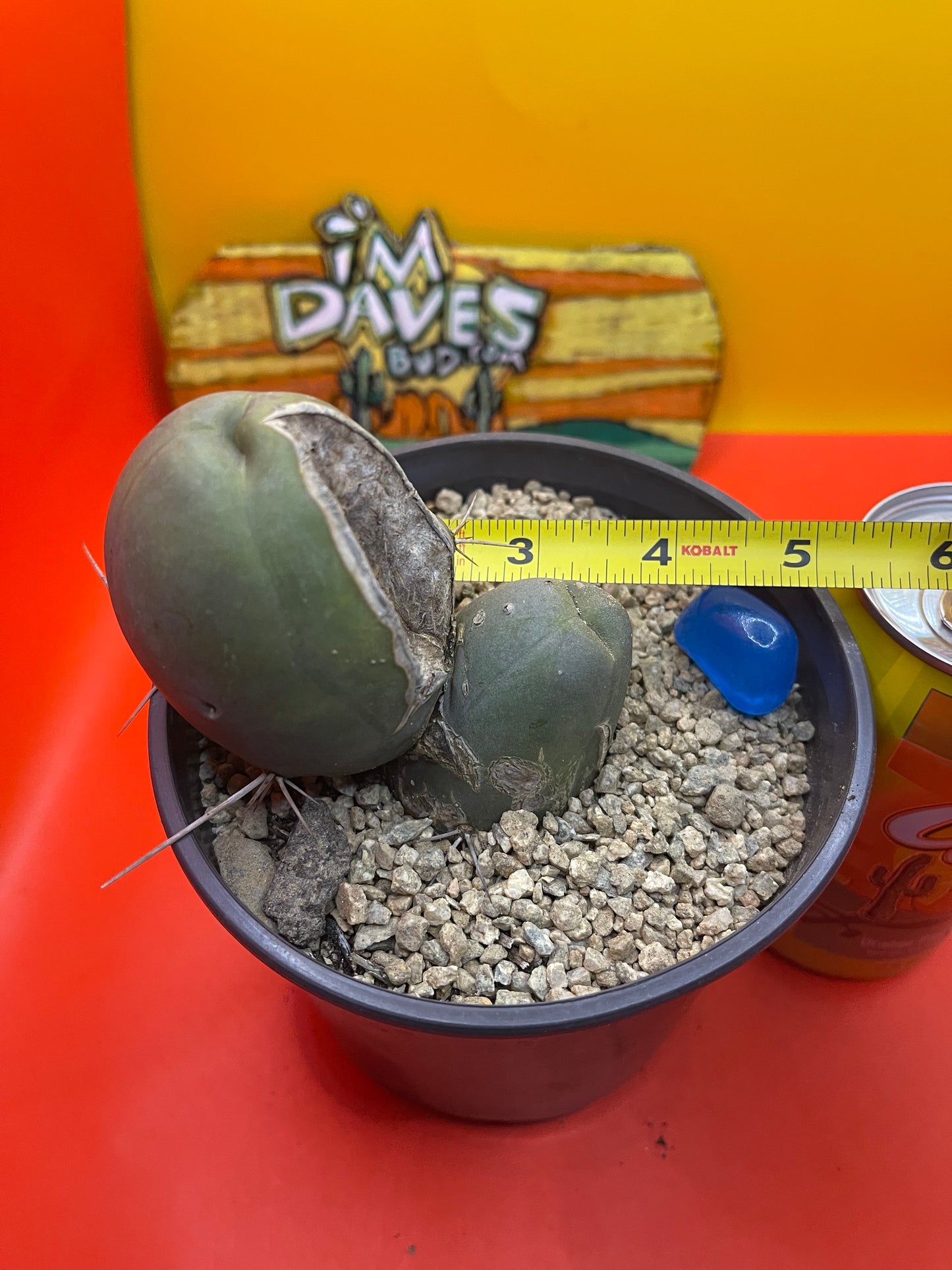 TBM CACTUS    type B