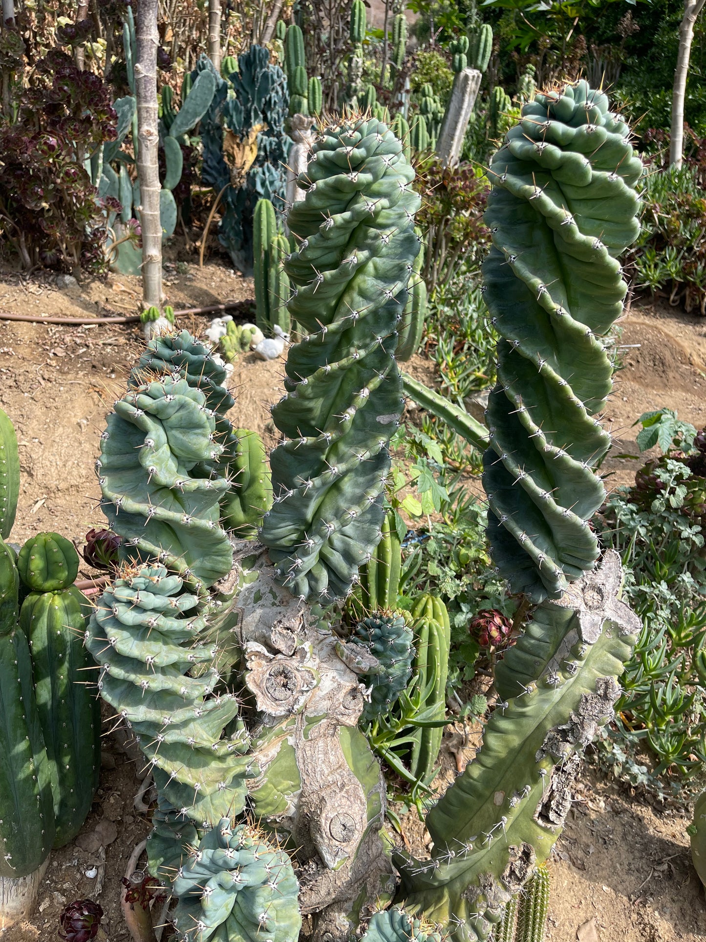 SPIRAL π CACTUS π΅!!!