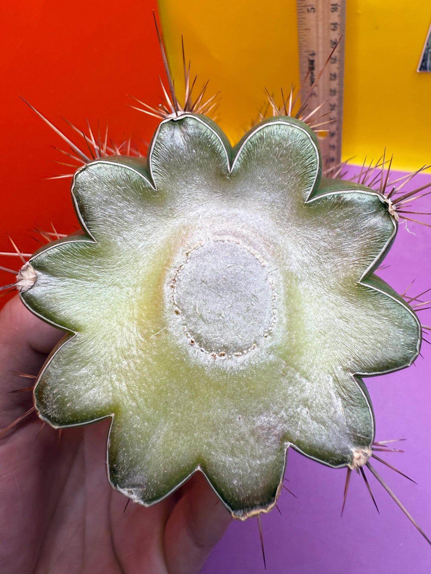 Trichocereus Tacaquirensis 🌶️🌶️